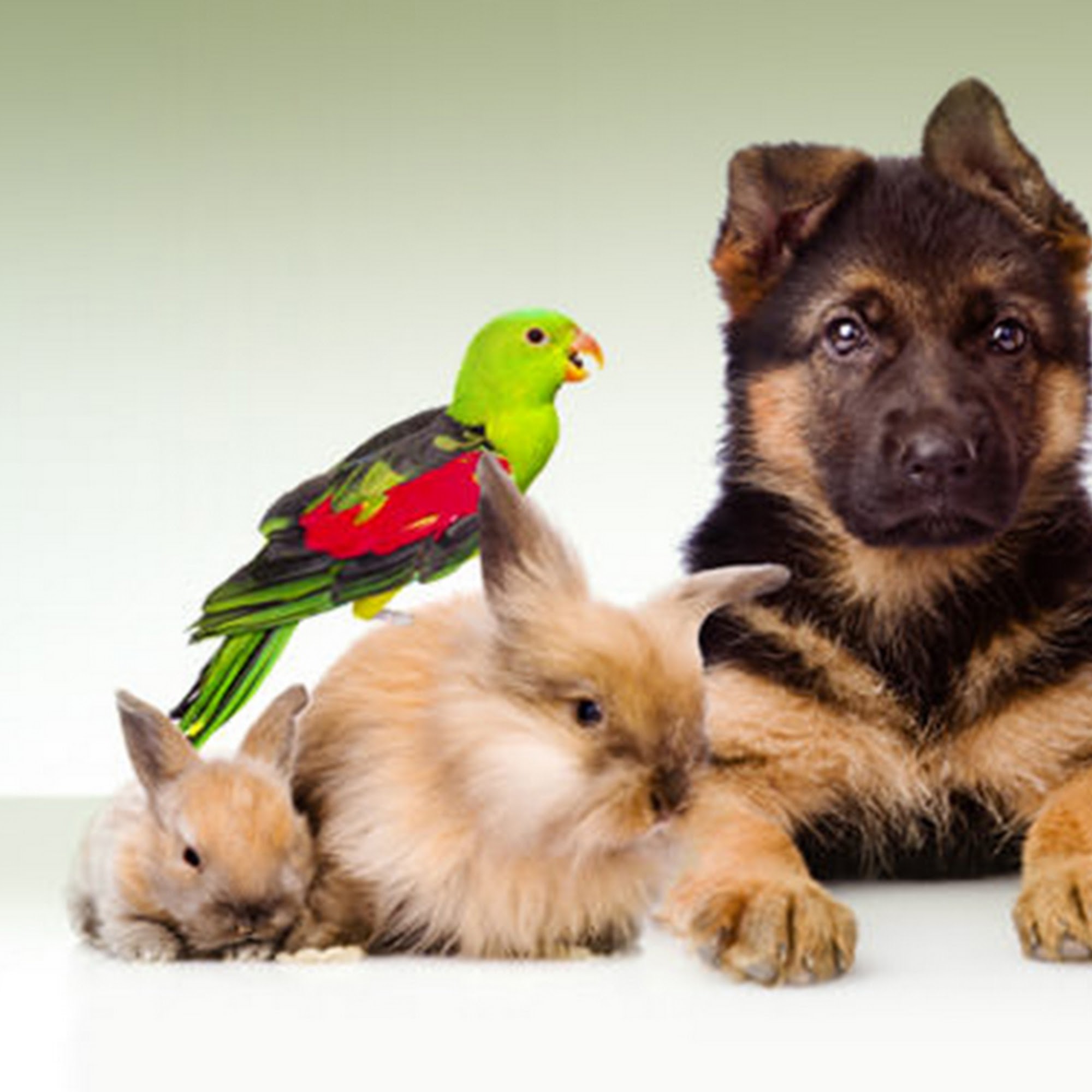 South Amherst Veterinary Hospital Amherst