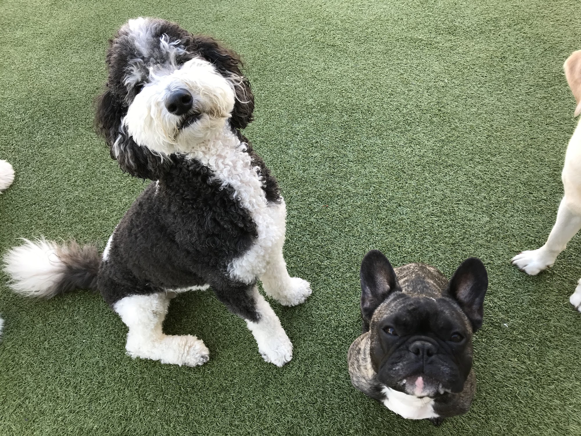 The Dog Nanny Andover