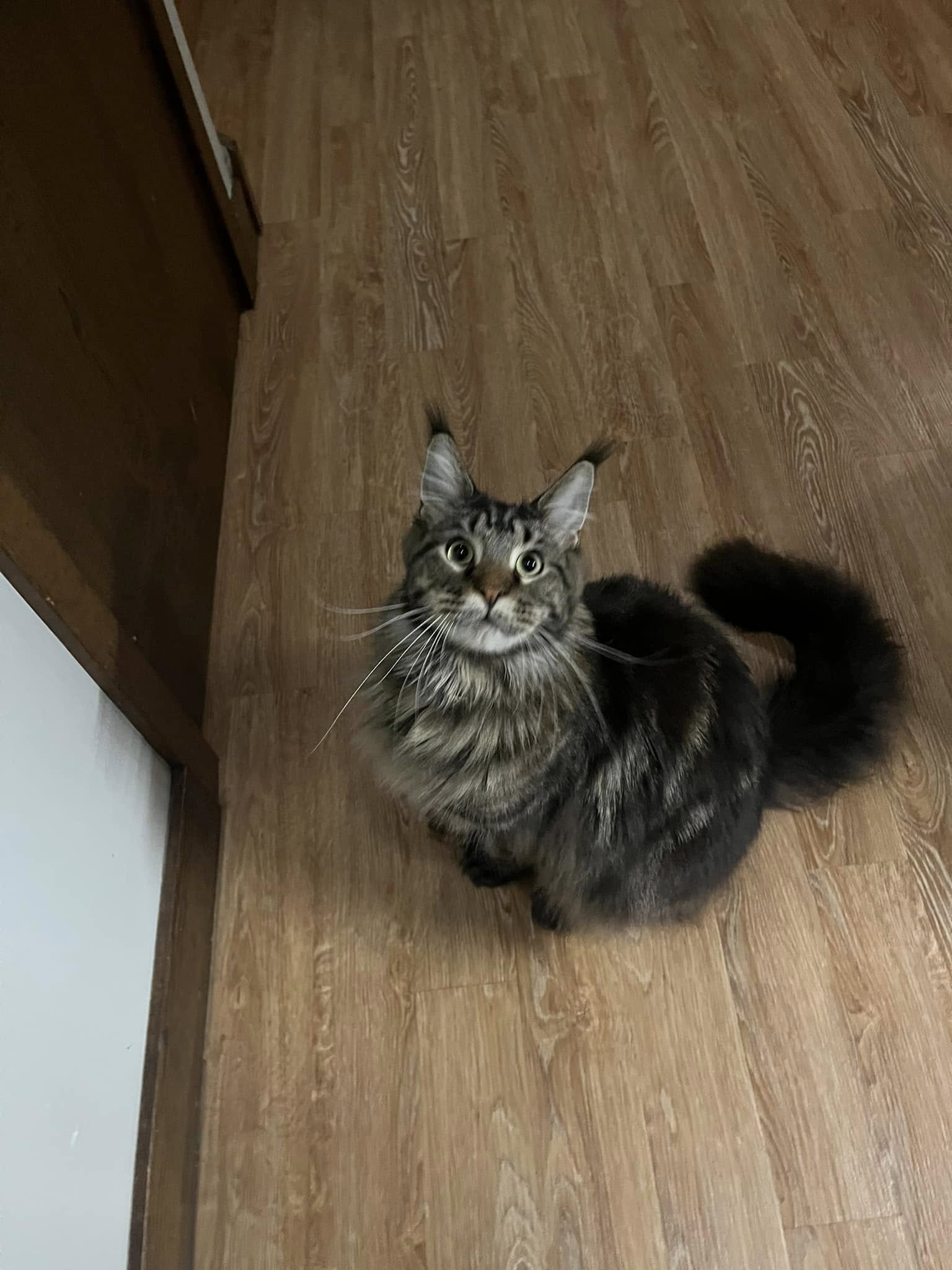 Lucky Dog of Andover Andover