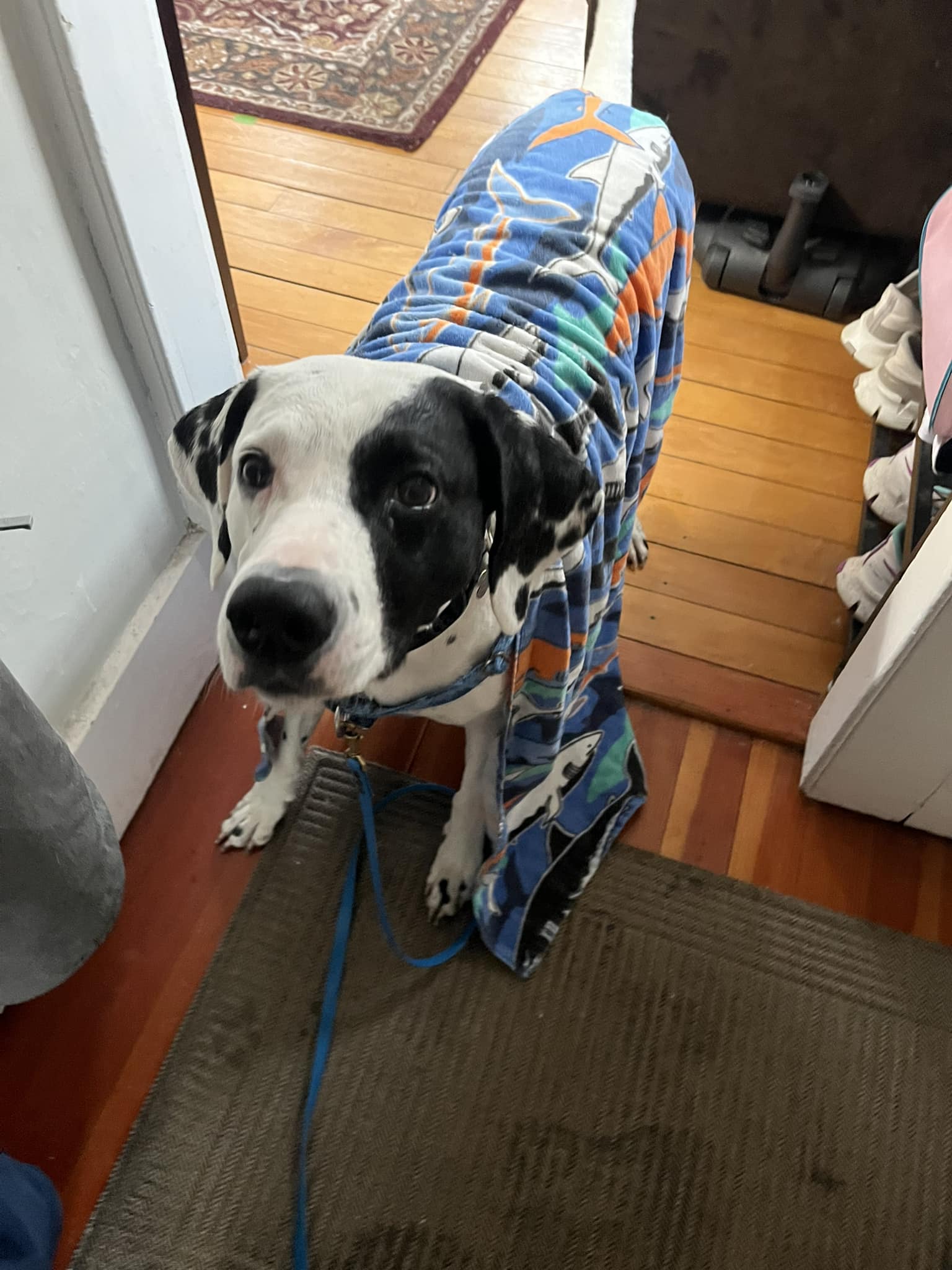 Lucky Dog of Andover Andover