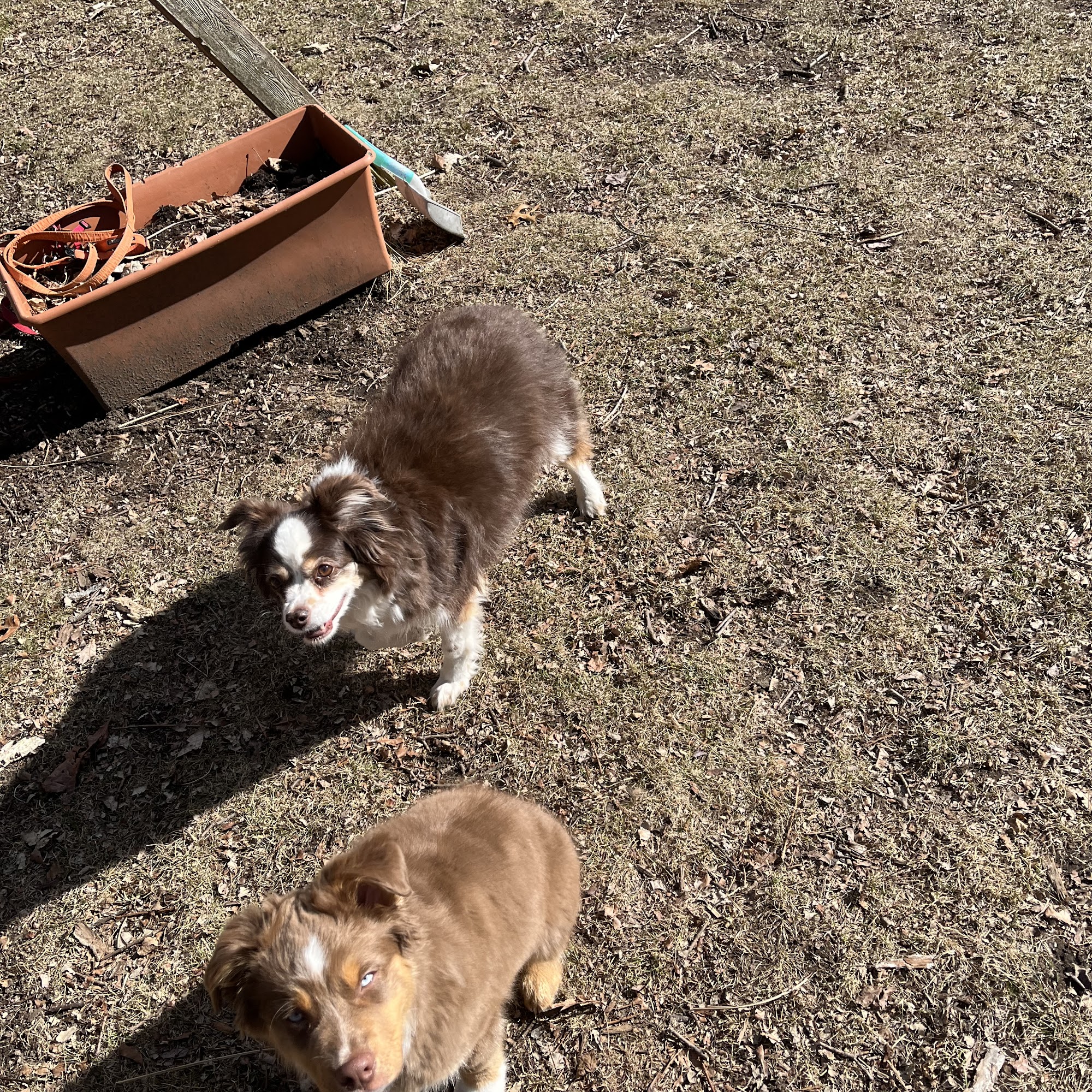 CaNine to Five, LLC Arlington