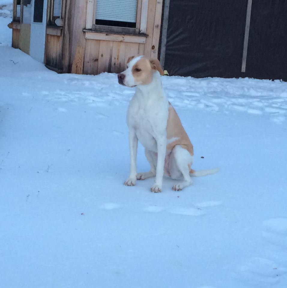 Daniel Pease Electric Contractor