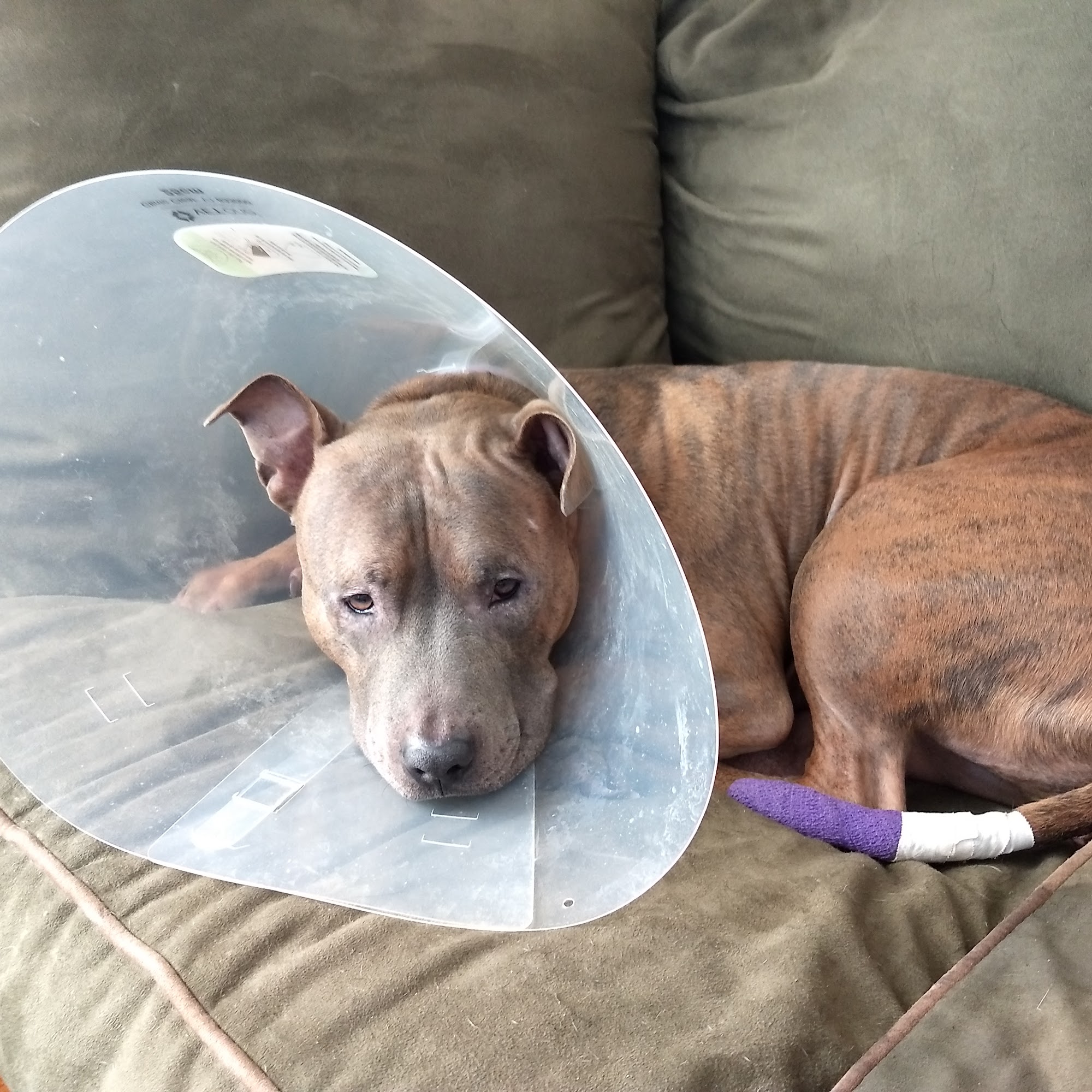 Family Pet Veterinary Services Athol