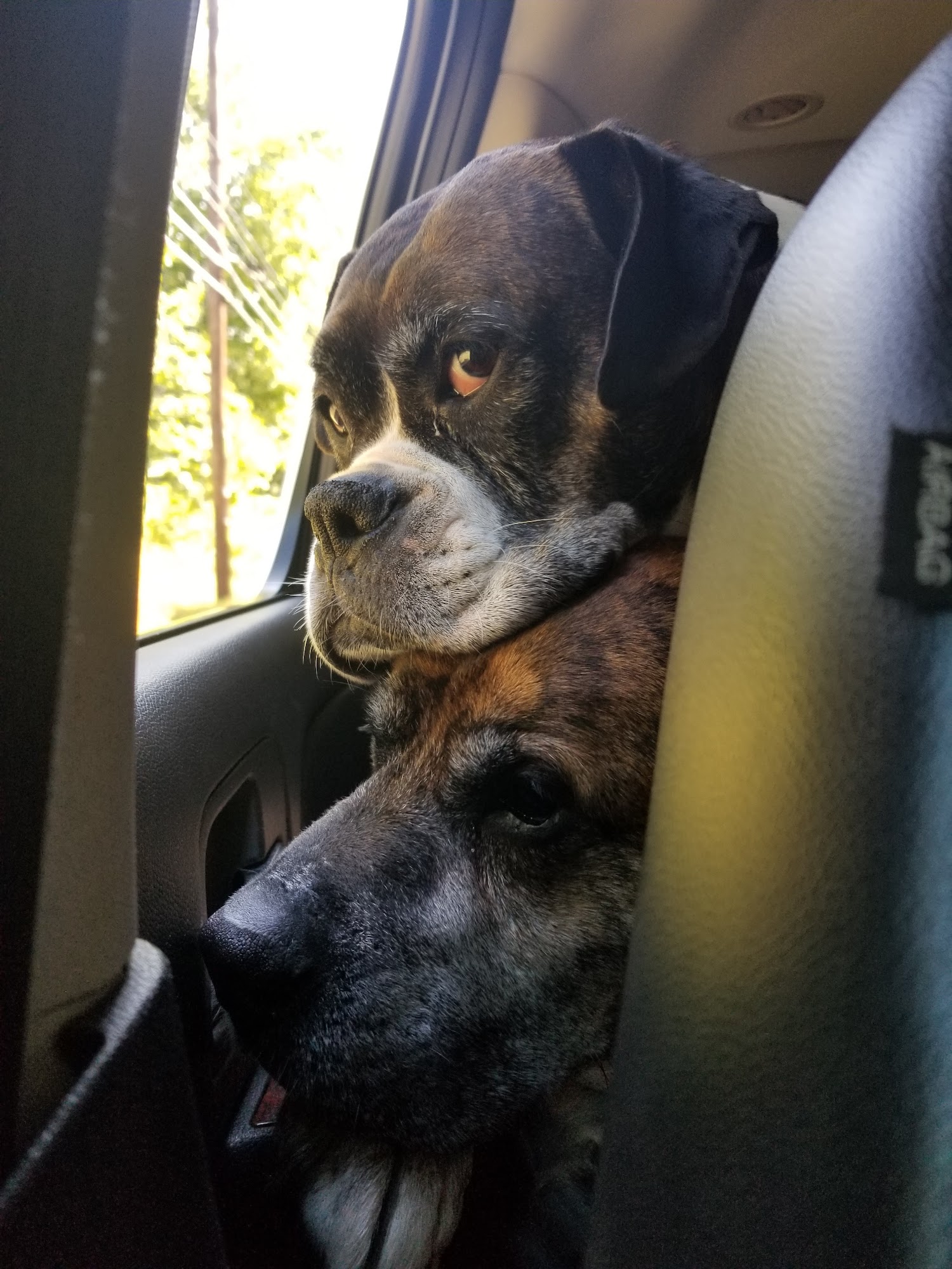 Family Pet Veterinary Services Athol