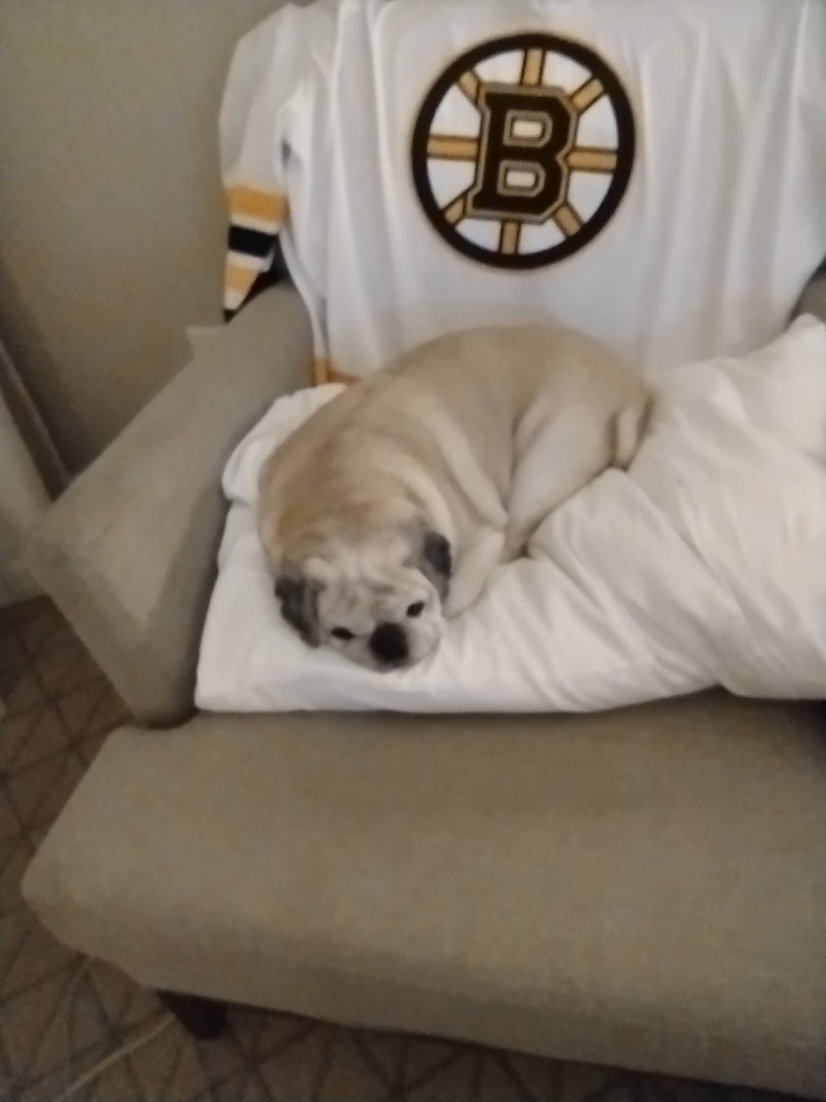 Pet Supplies Plus Athol Athol