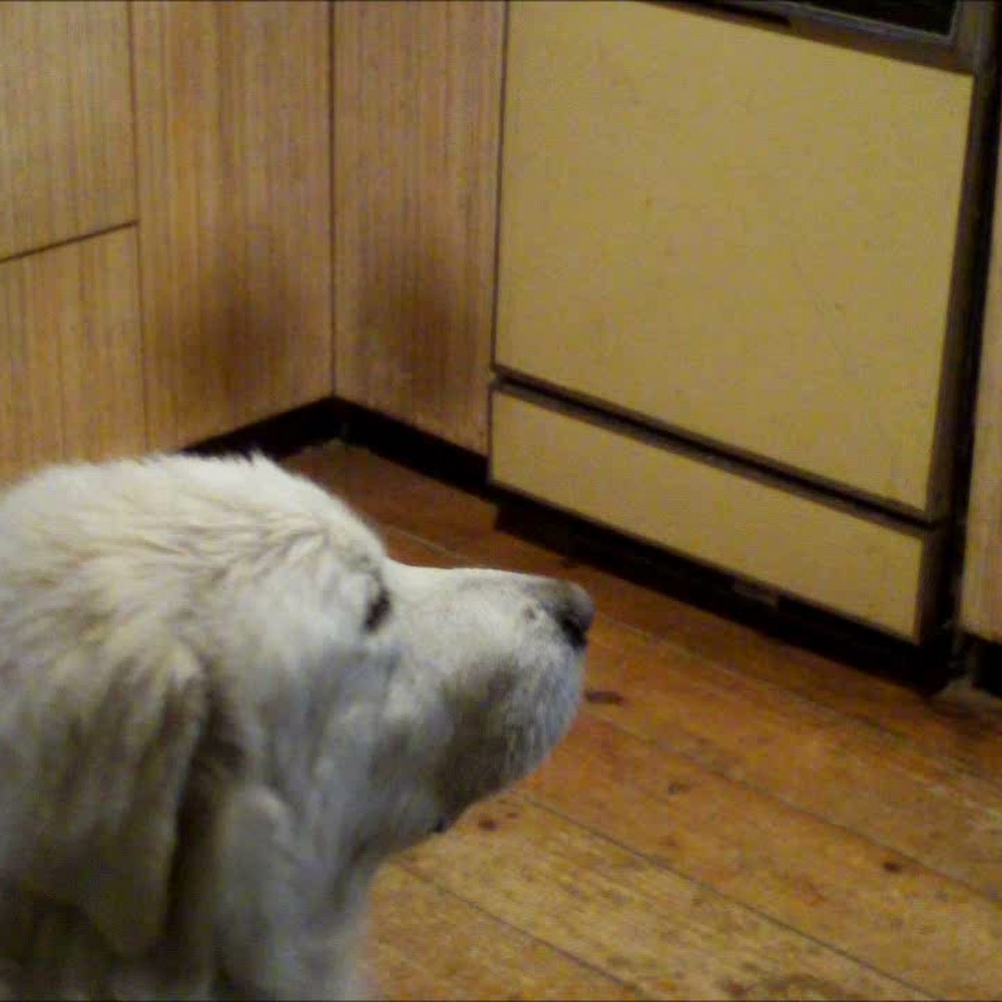 Central Mass Dog Training and Pet Services Athol