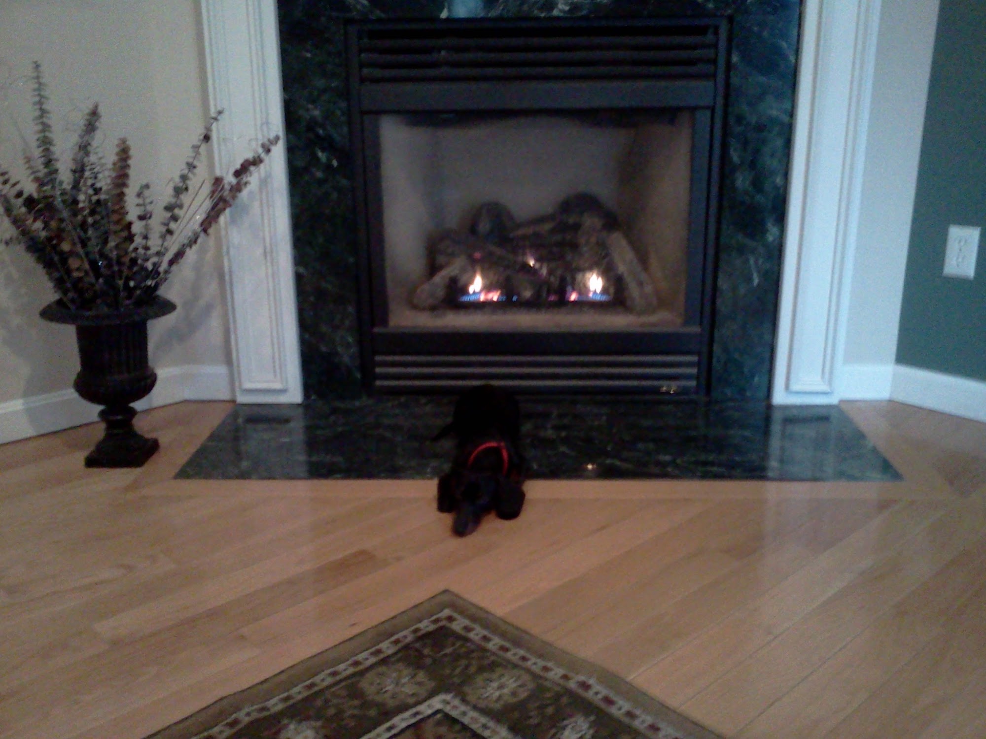 Central Mass Dog Training and Pet Services Athol