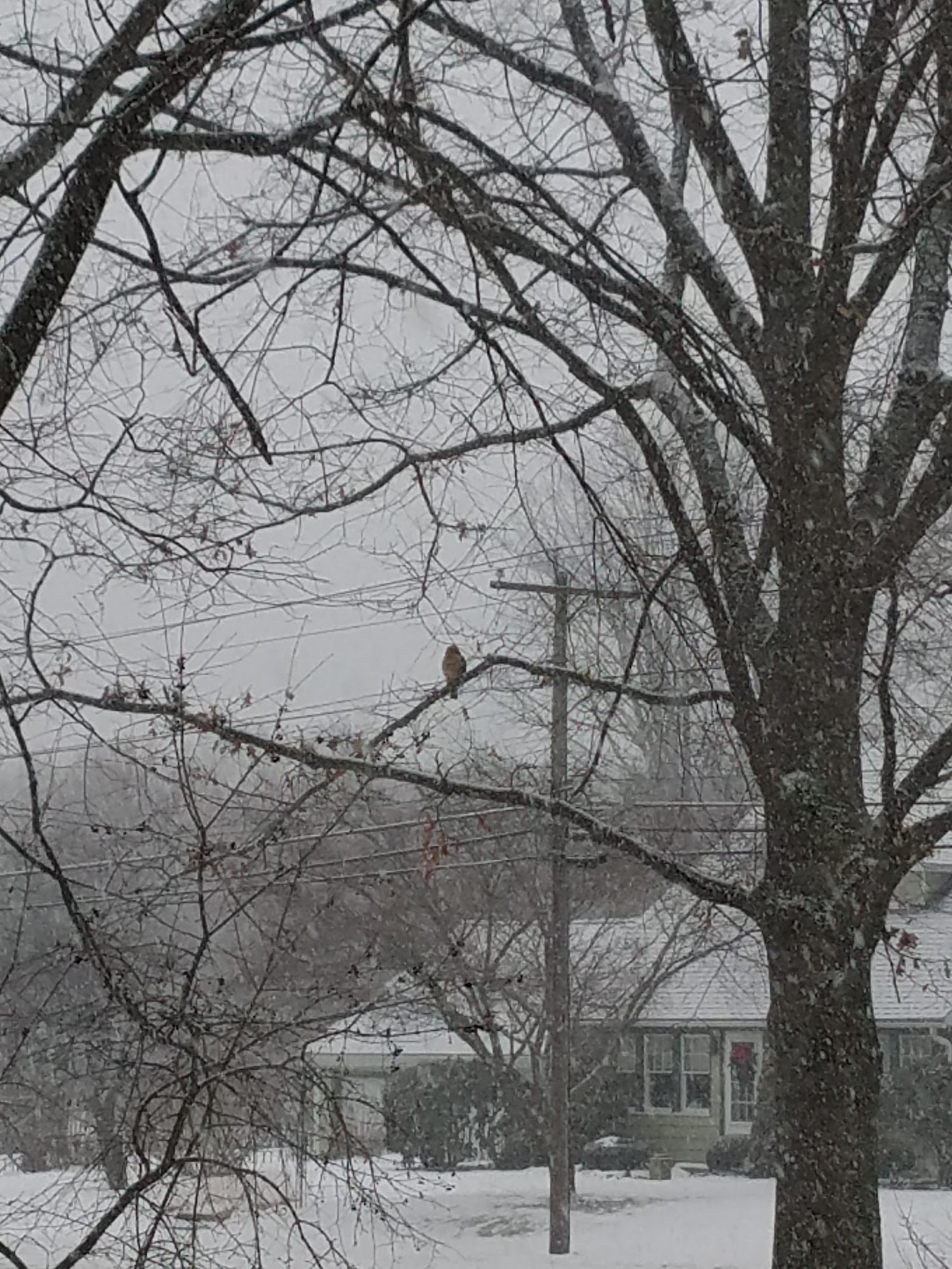 Castle Tree Services Athol