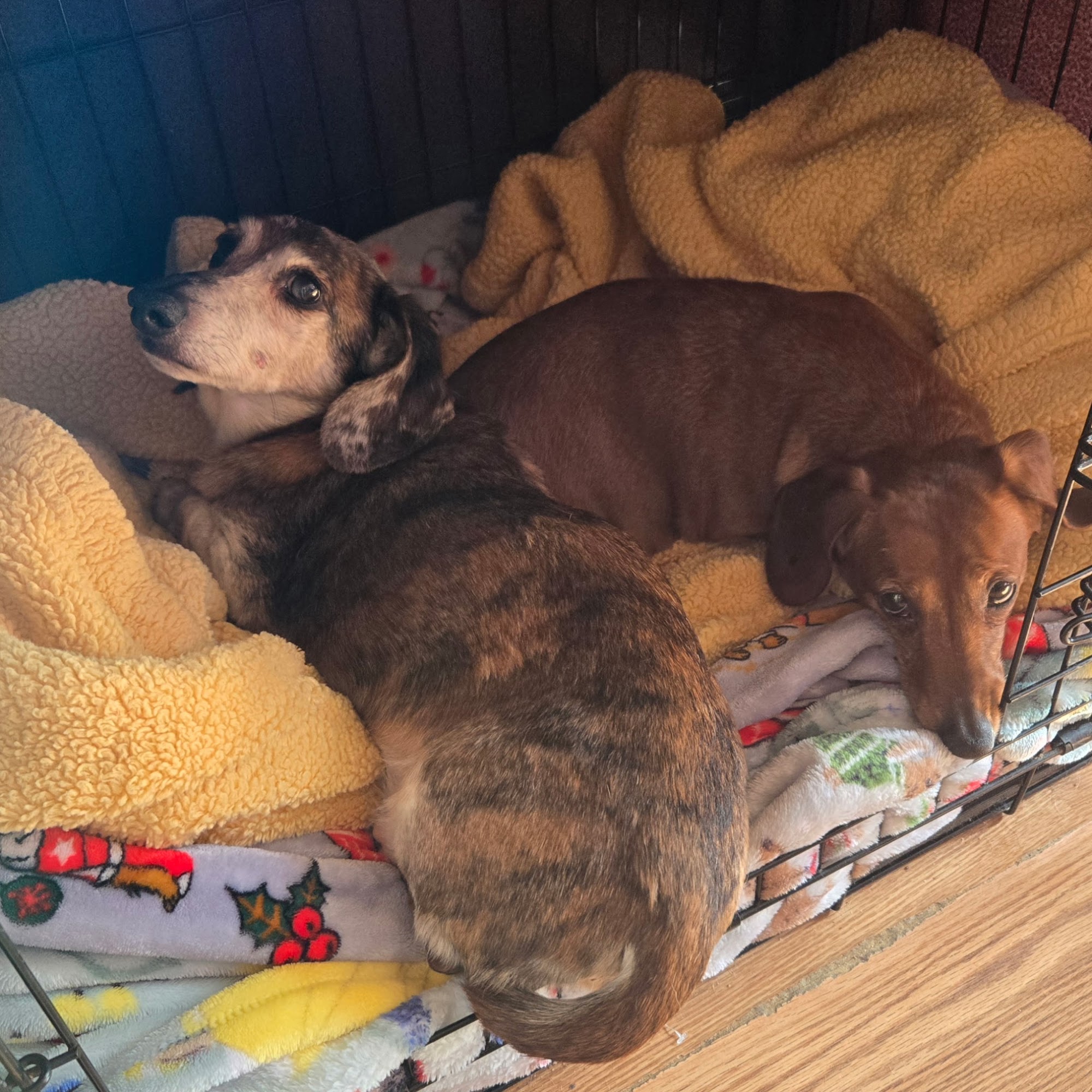 Attleboro Veterinary Clinic Attleboro