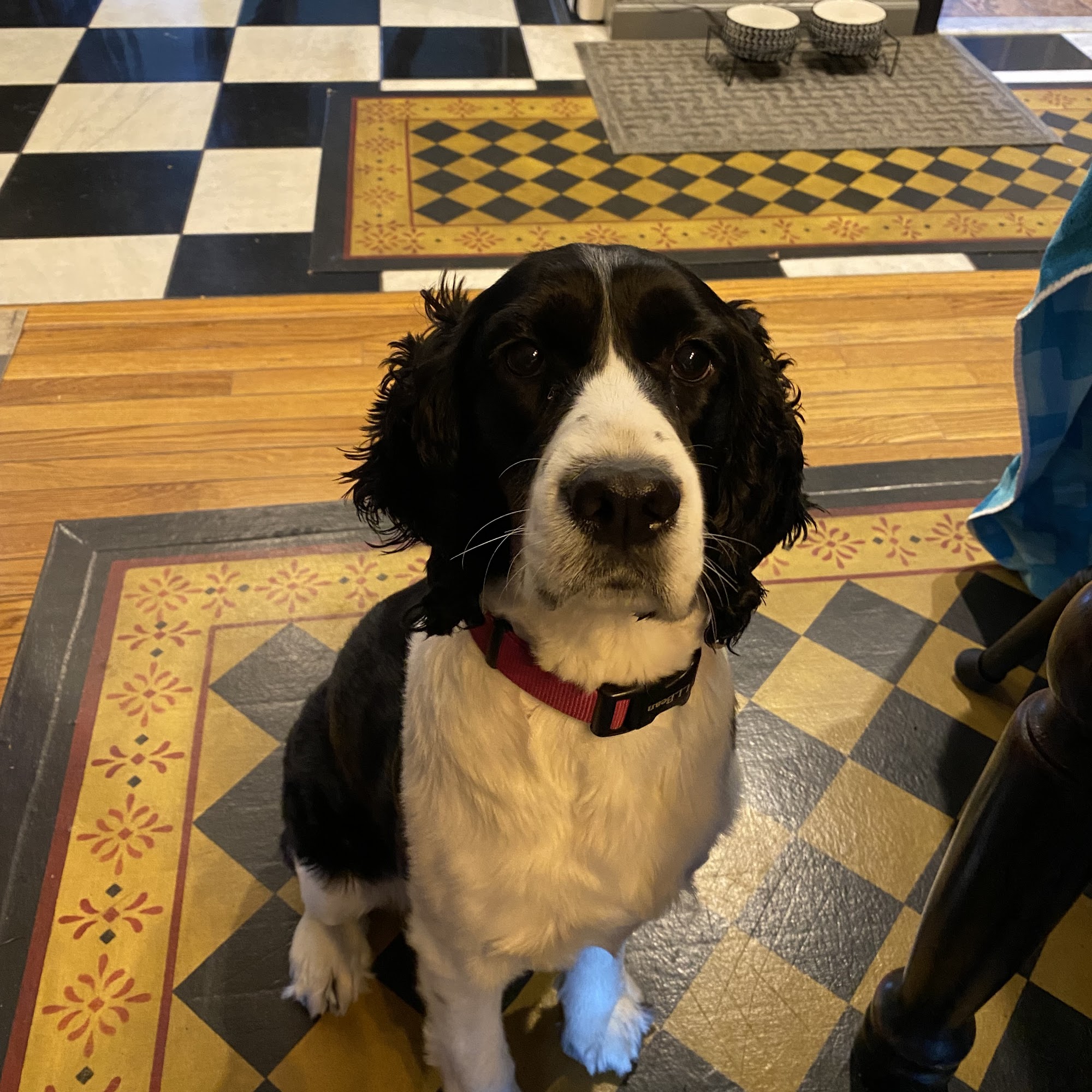 Kristina's Critters Attleboro