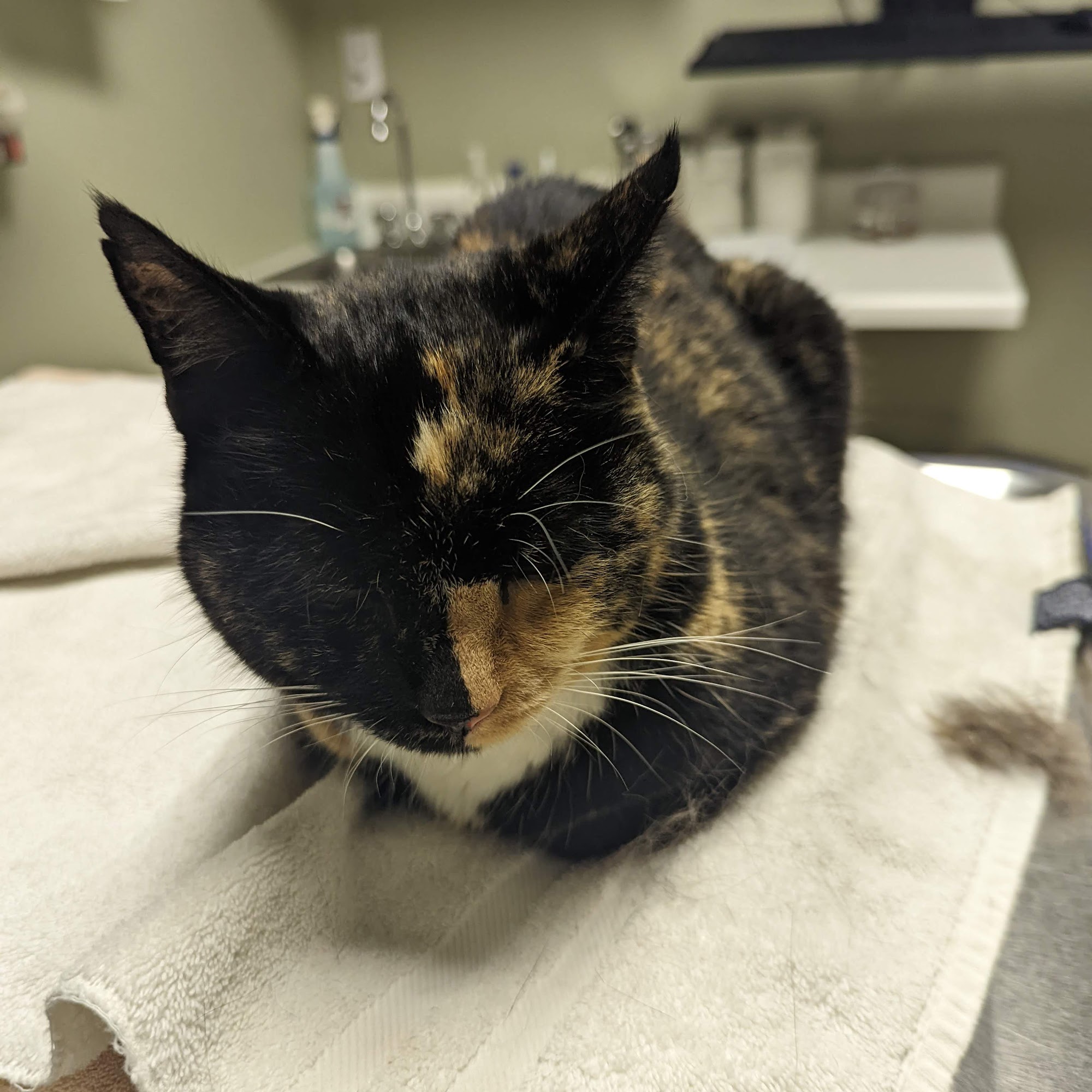 Barnstable Animal Hospital Barnstable