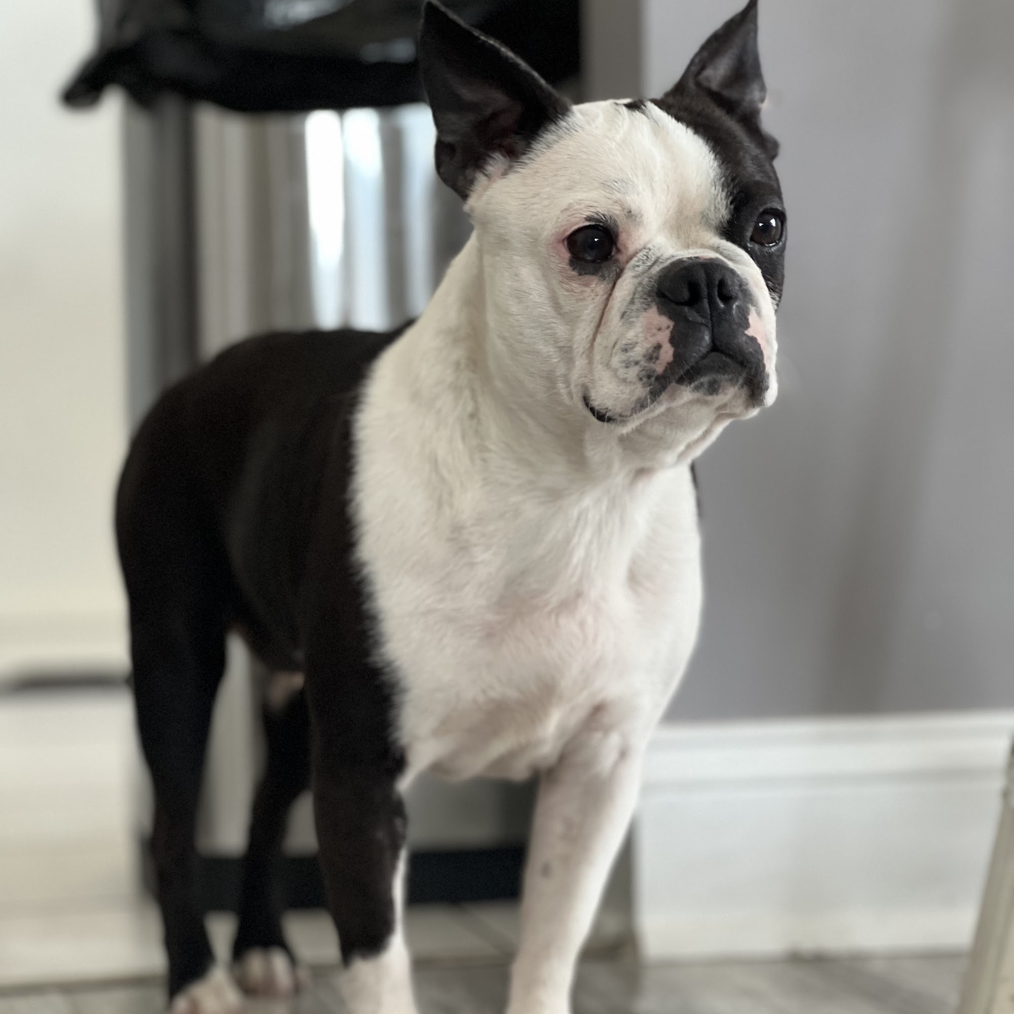 Belchertown Veterinary Hospital Belchertown