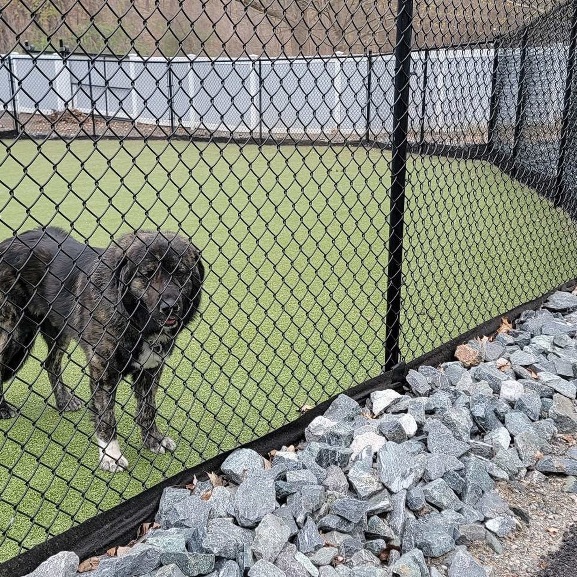 Berlin Animal Hospital Berlin