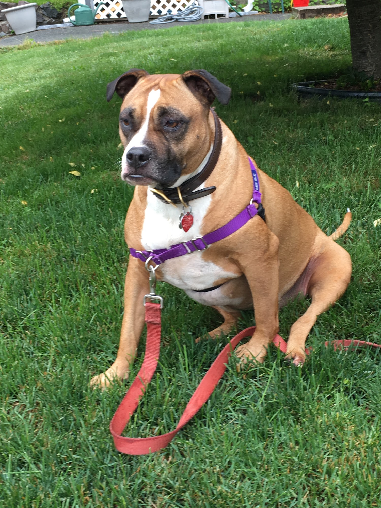 Beverly Animal Hospital Beverly