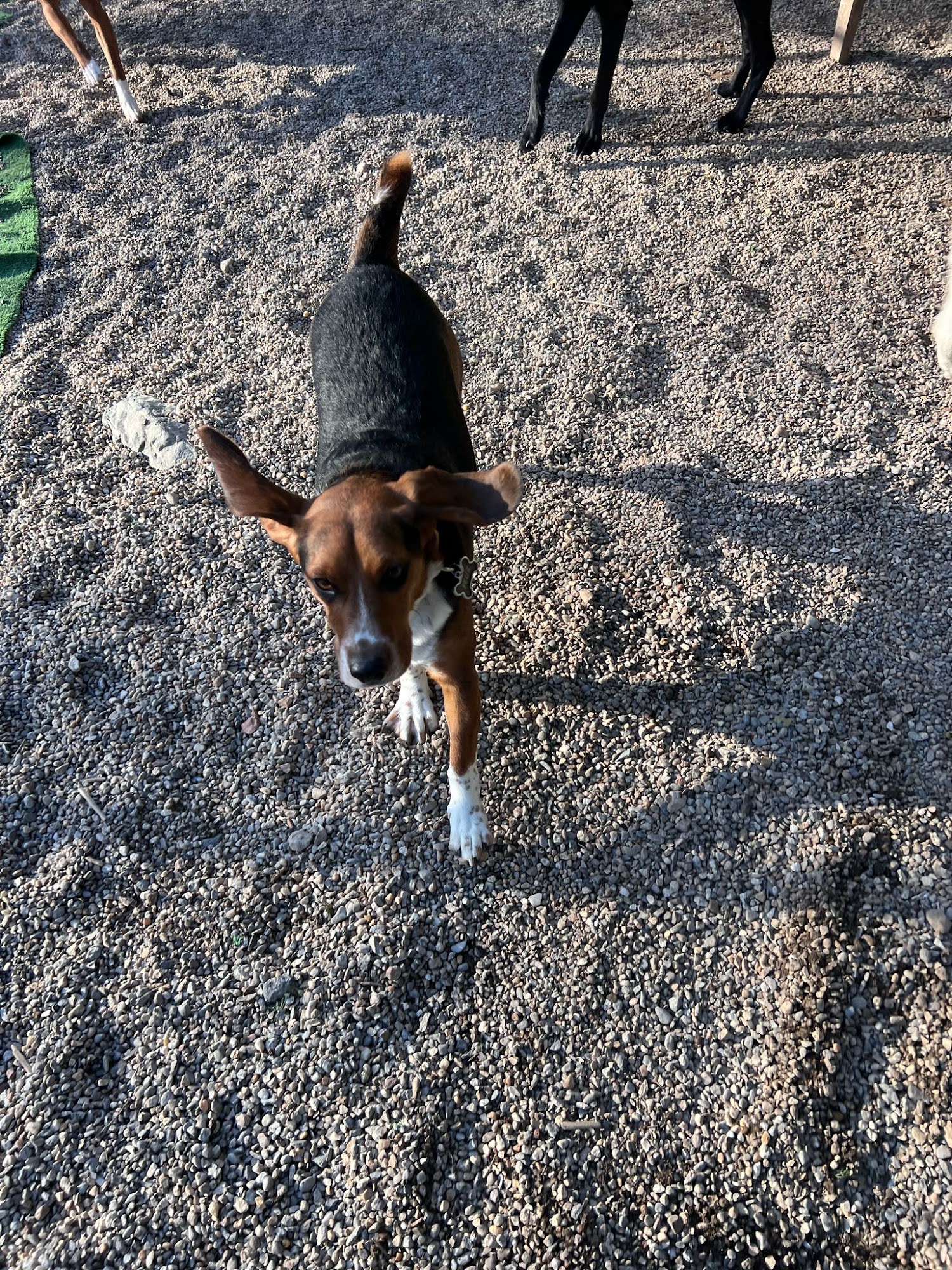 Unleashed Doggy Day Care Beverly