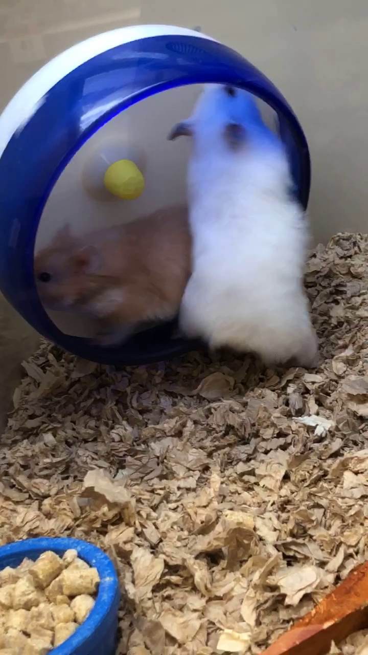 Pet Supplies Plus Billerica Billerica