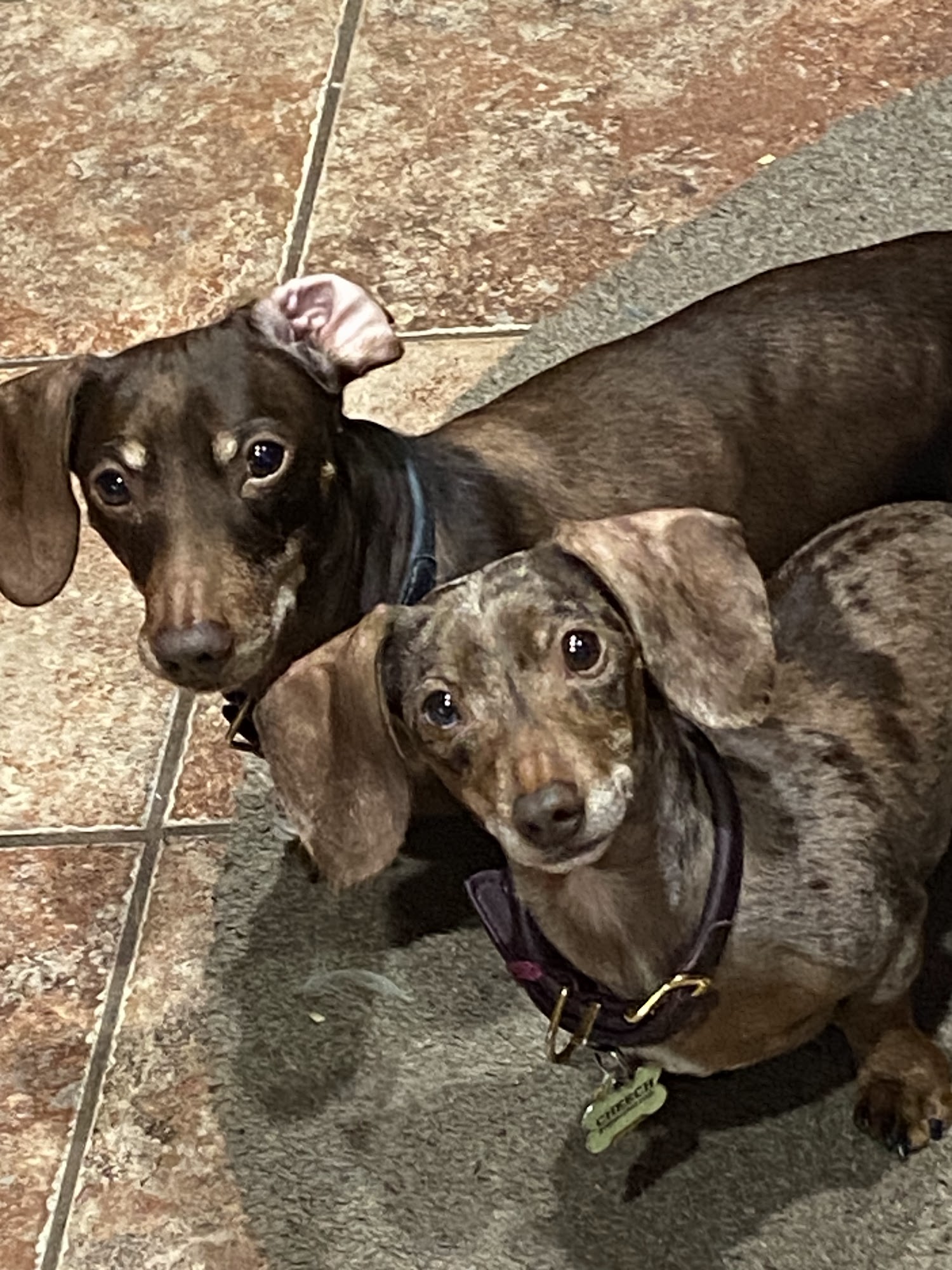 Diamond Dog Grooming & Training Billerica