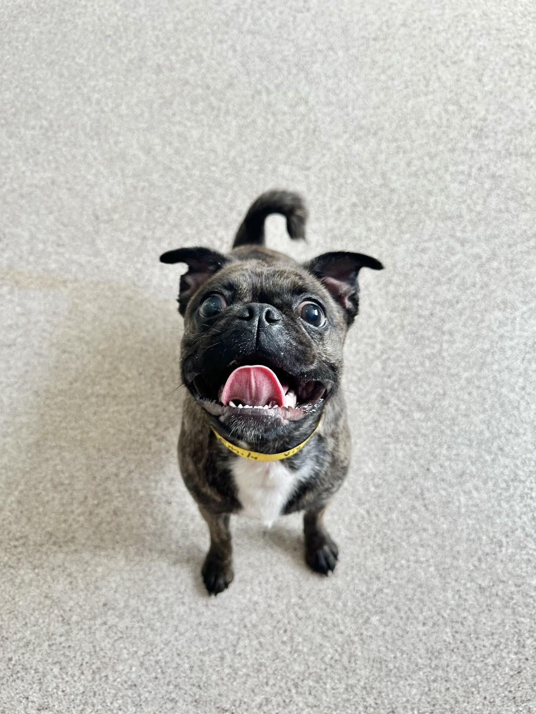 Red Dog Pet Resort & Spa Boston Boston