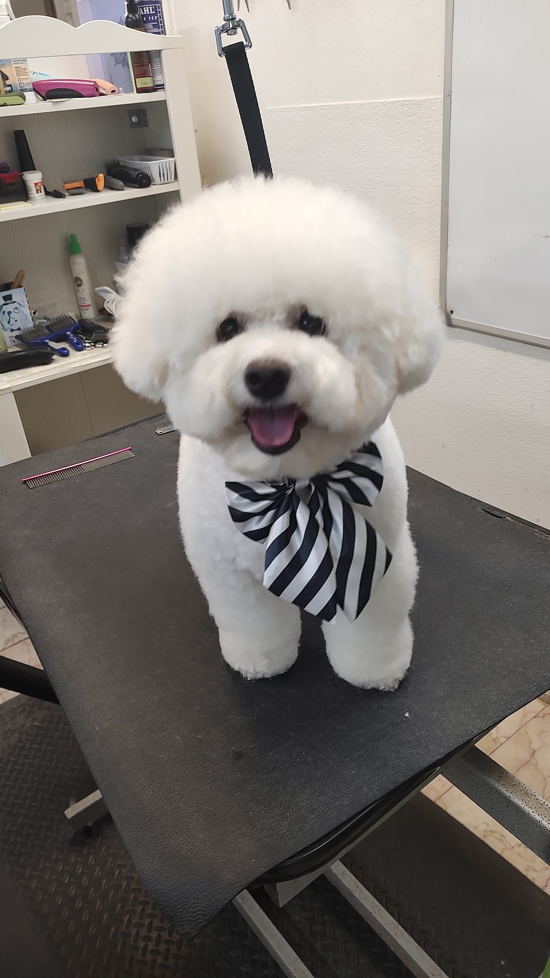 Dewberry Dogs Spa Boston