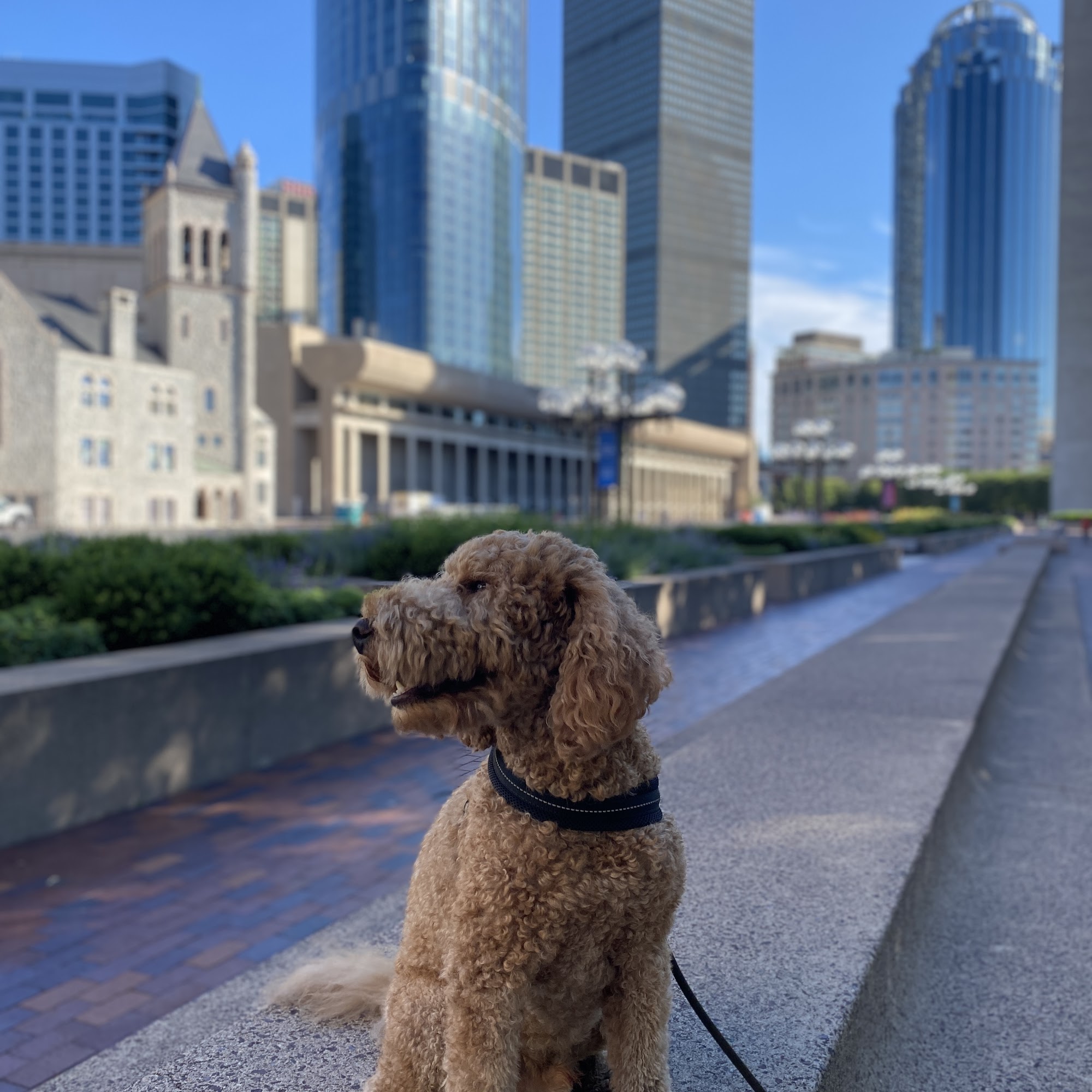 South Bay Veterinary Group Boston