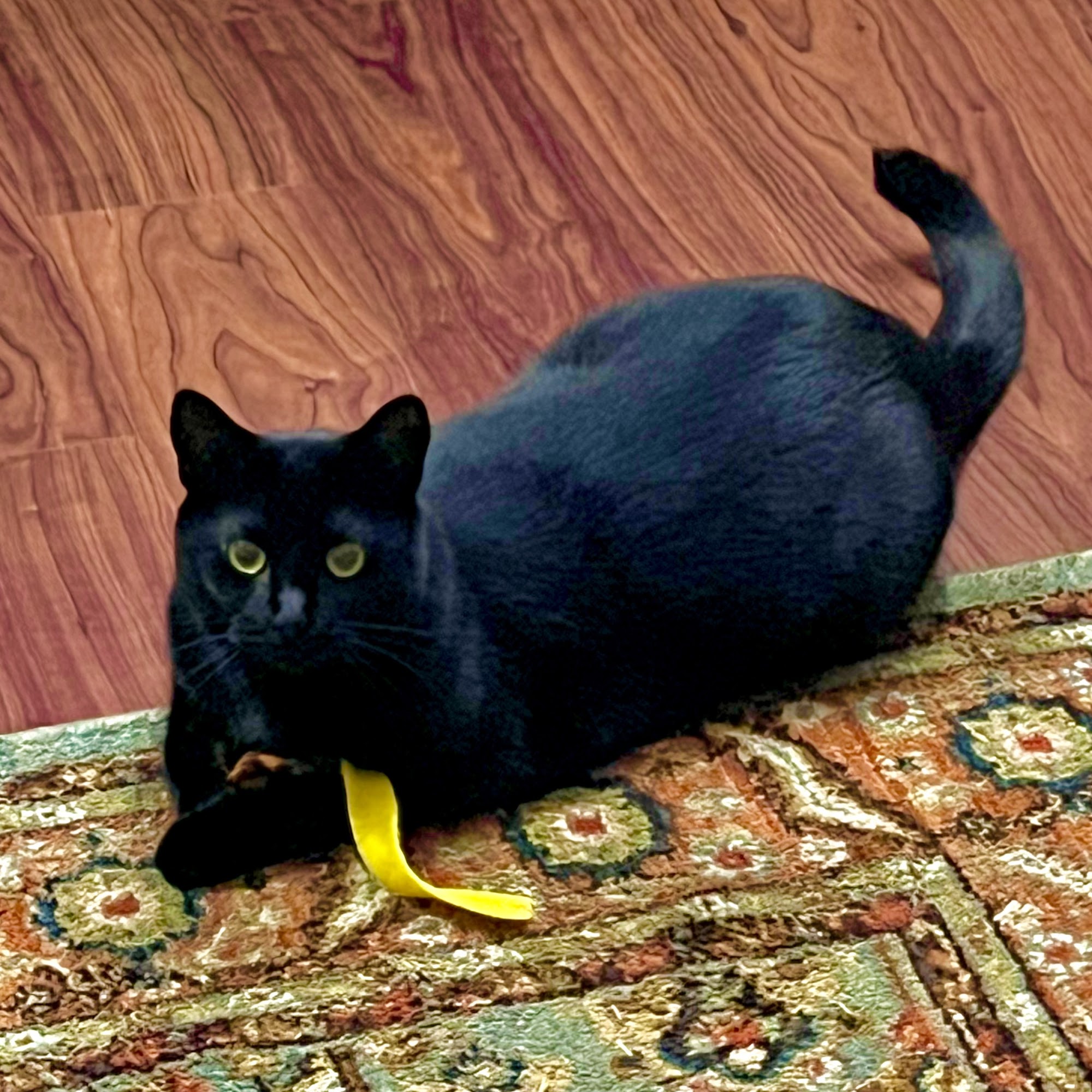 Come Together Animal Clinic Boston