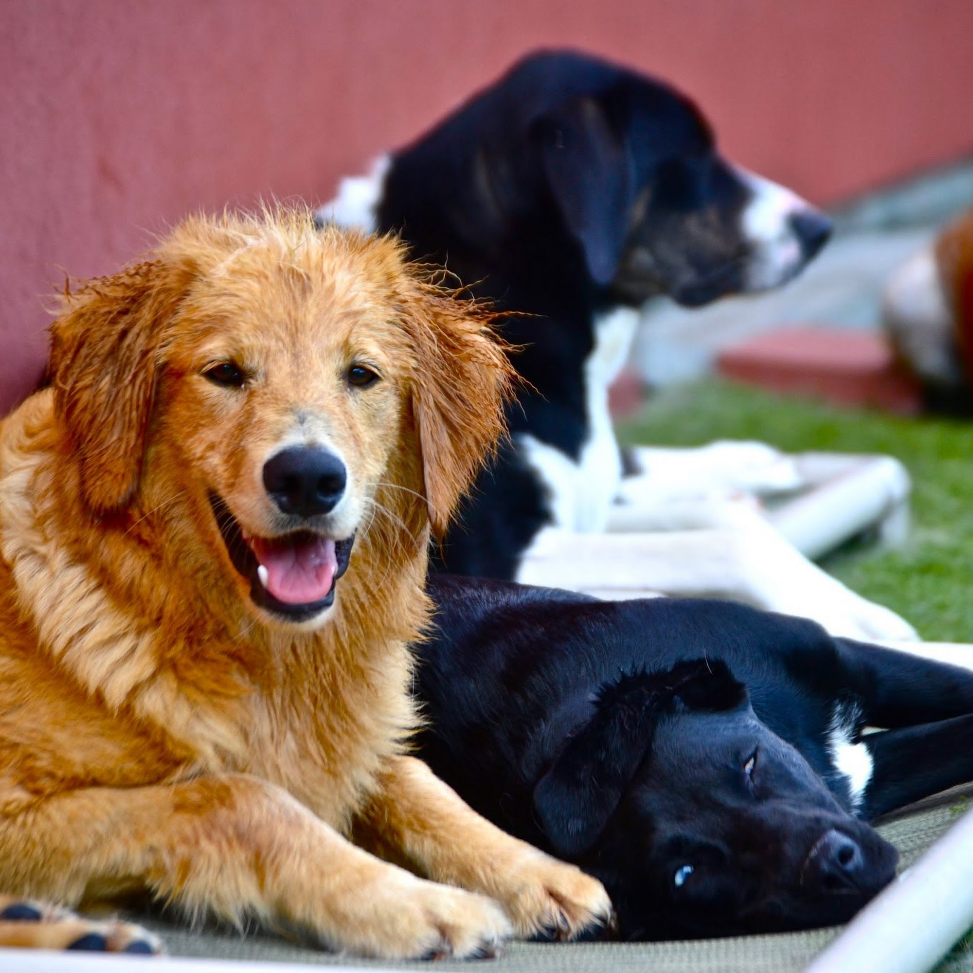 Luxe Pet Resort Boston