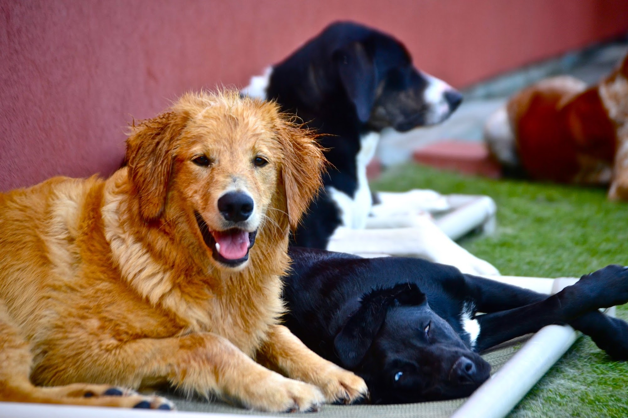 Luxe Pet Resort Boston