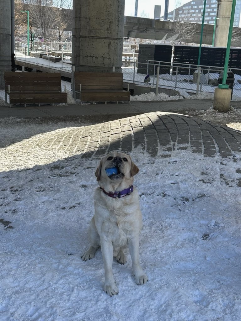 Boston Dog Butlers Boston