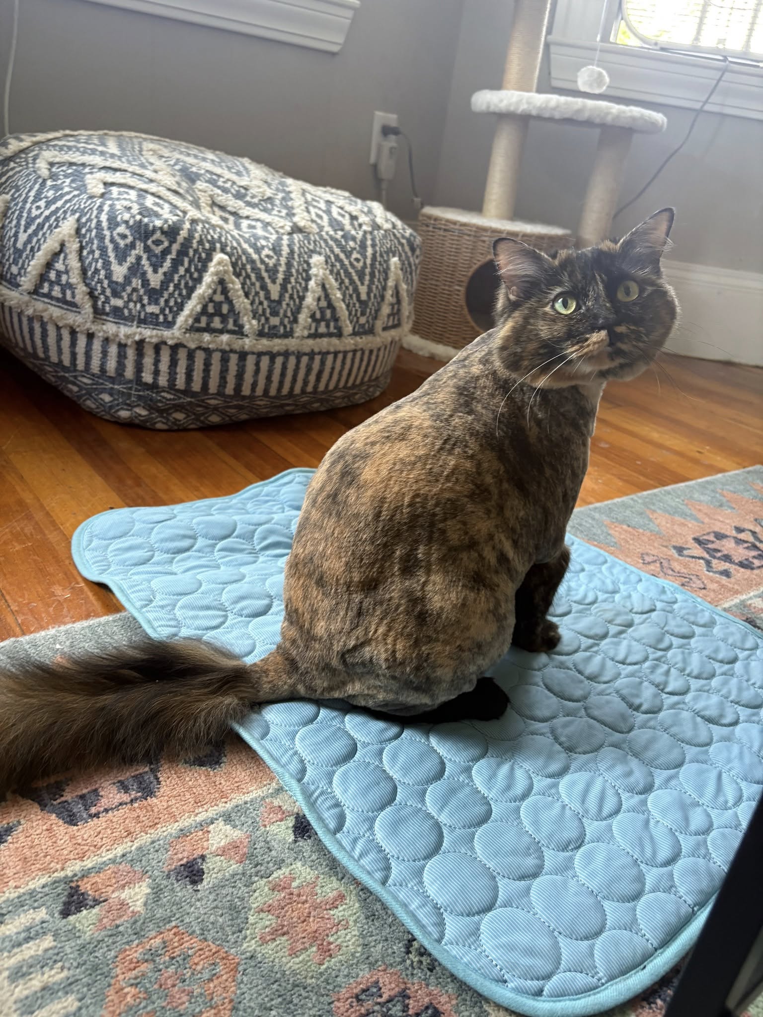 House Call Cat Grooming & Spa L.L.C. Boston