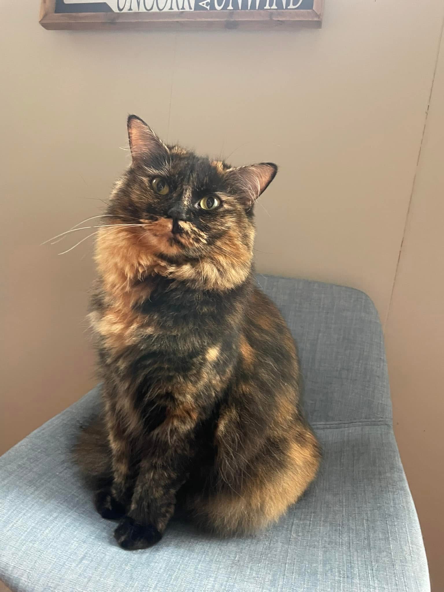 House Call Cat Grooming & Spa L.L.C. Boston