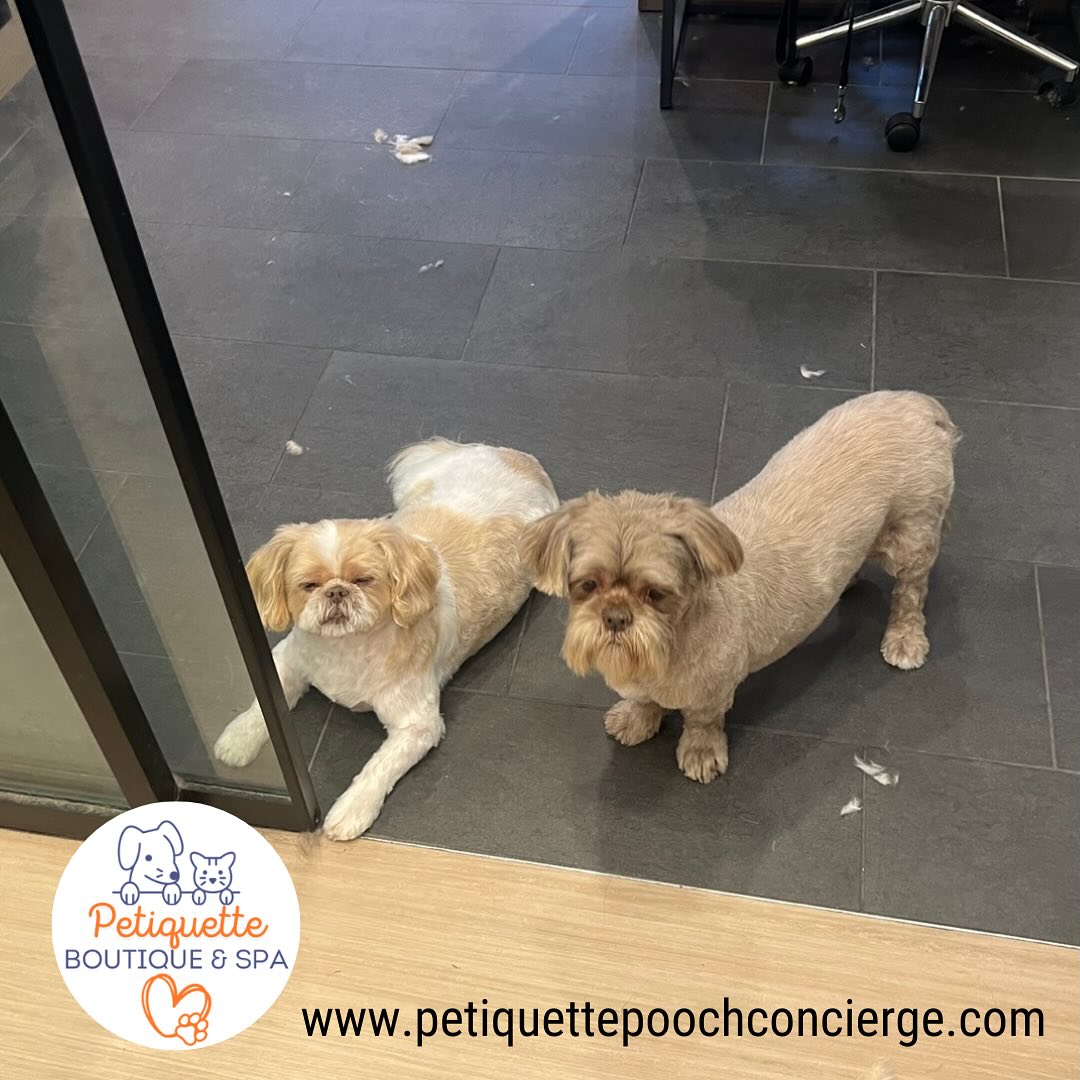 Petiquette Boutique and Spa Boston