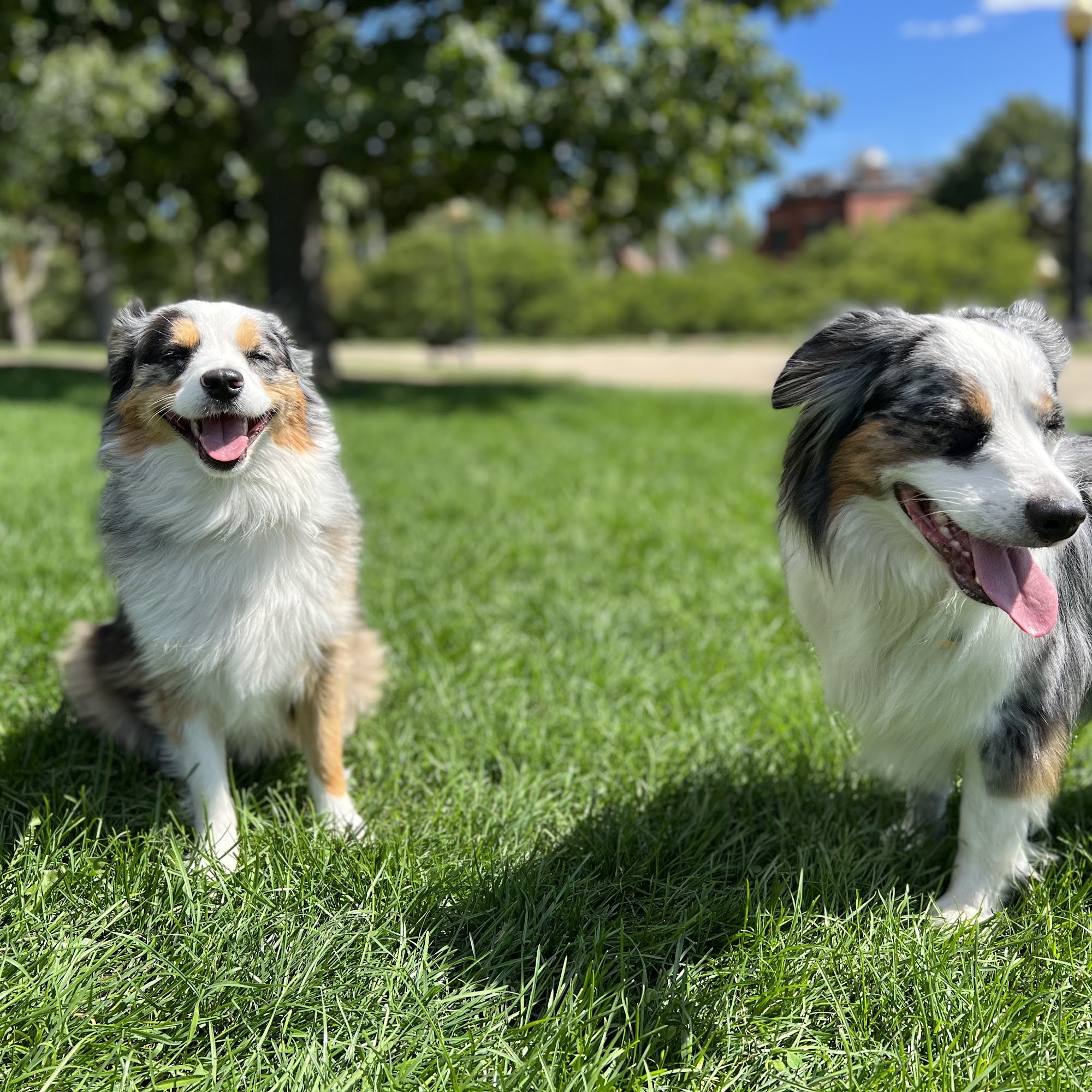 Hounds in the Hub Boston