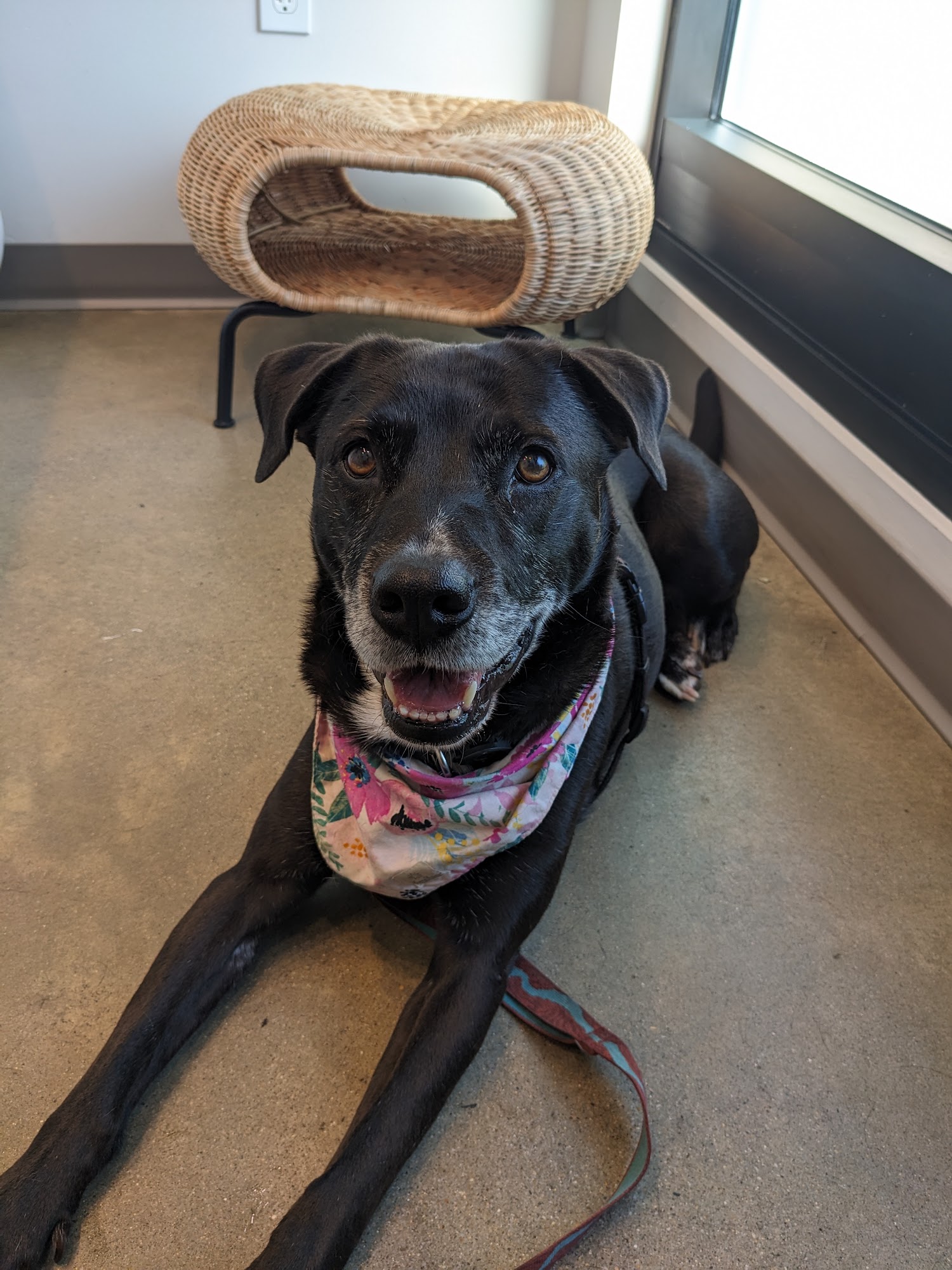 METROVET Veterinary Clinic Boston