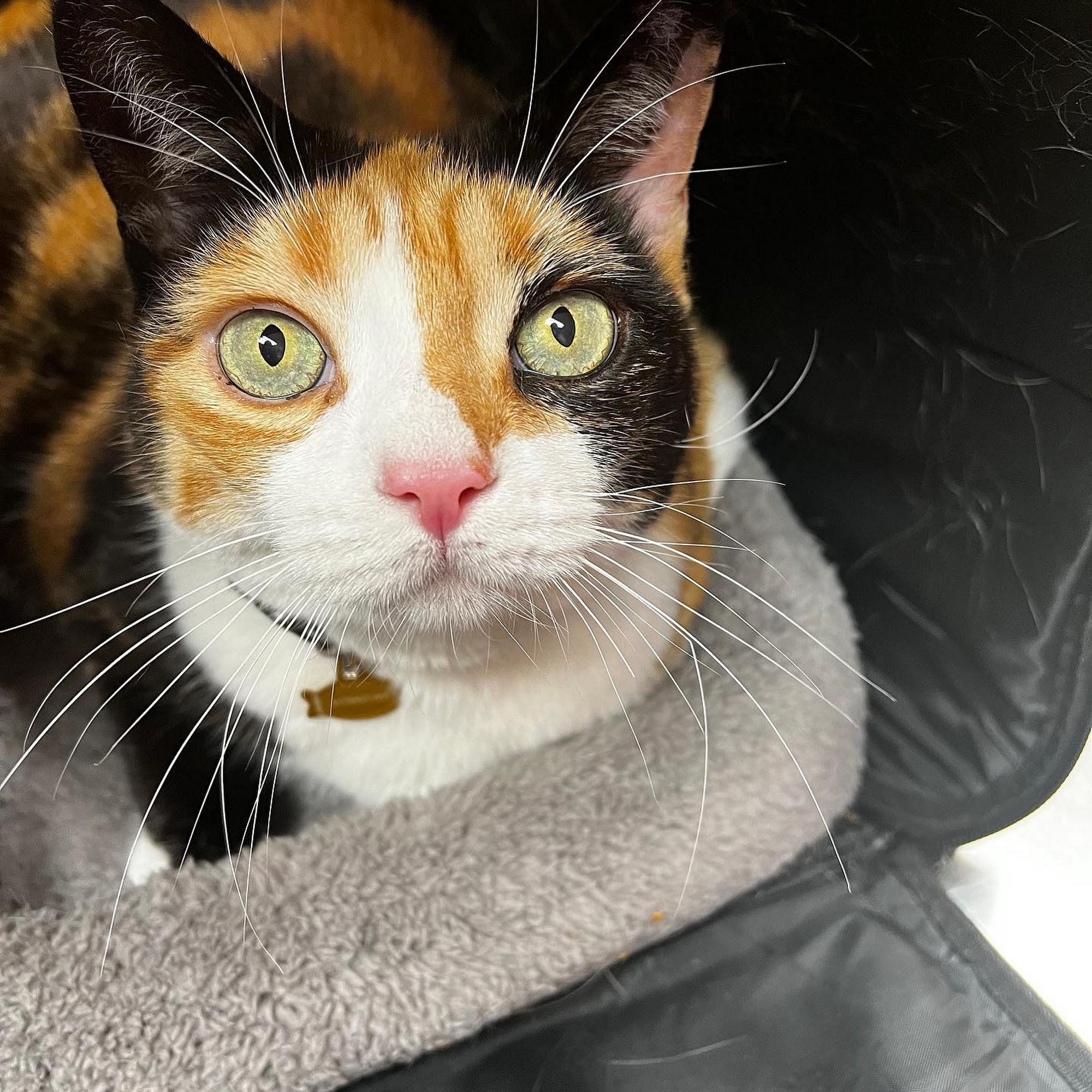 Boston Animal Hospital North Station Boston