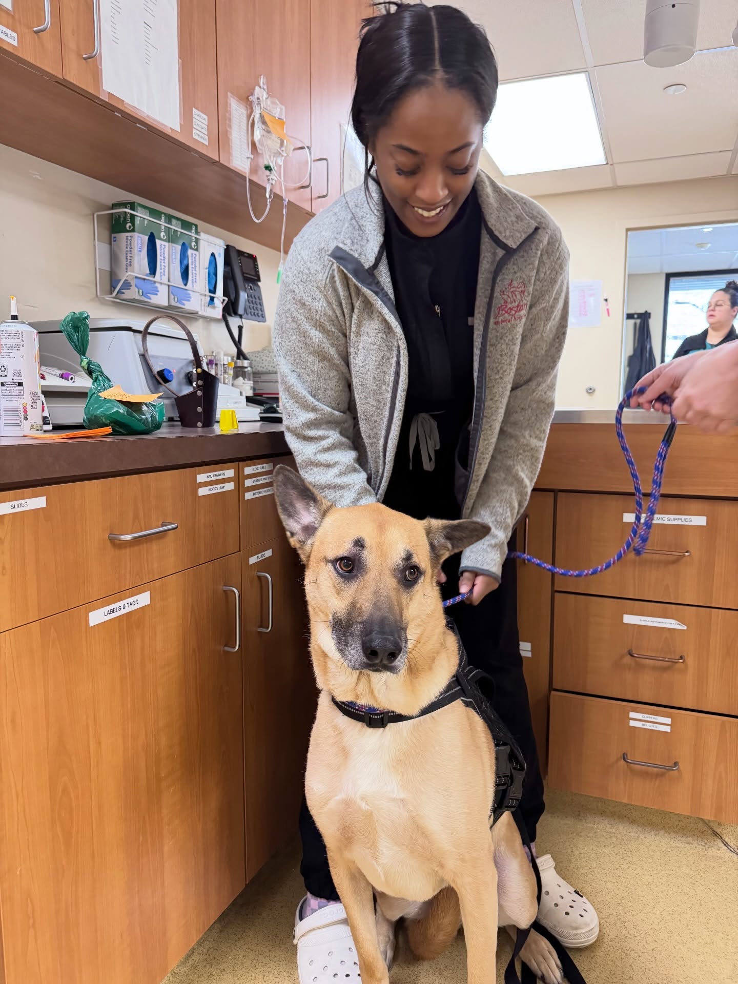 Boston Animal Hospital North Station Boston