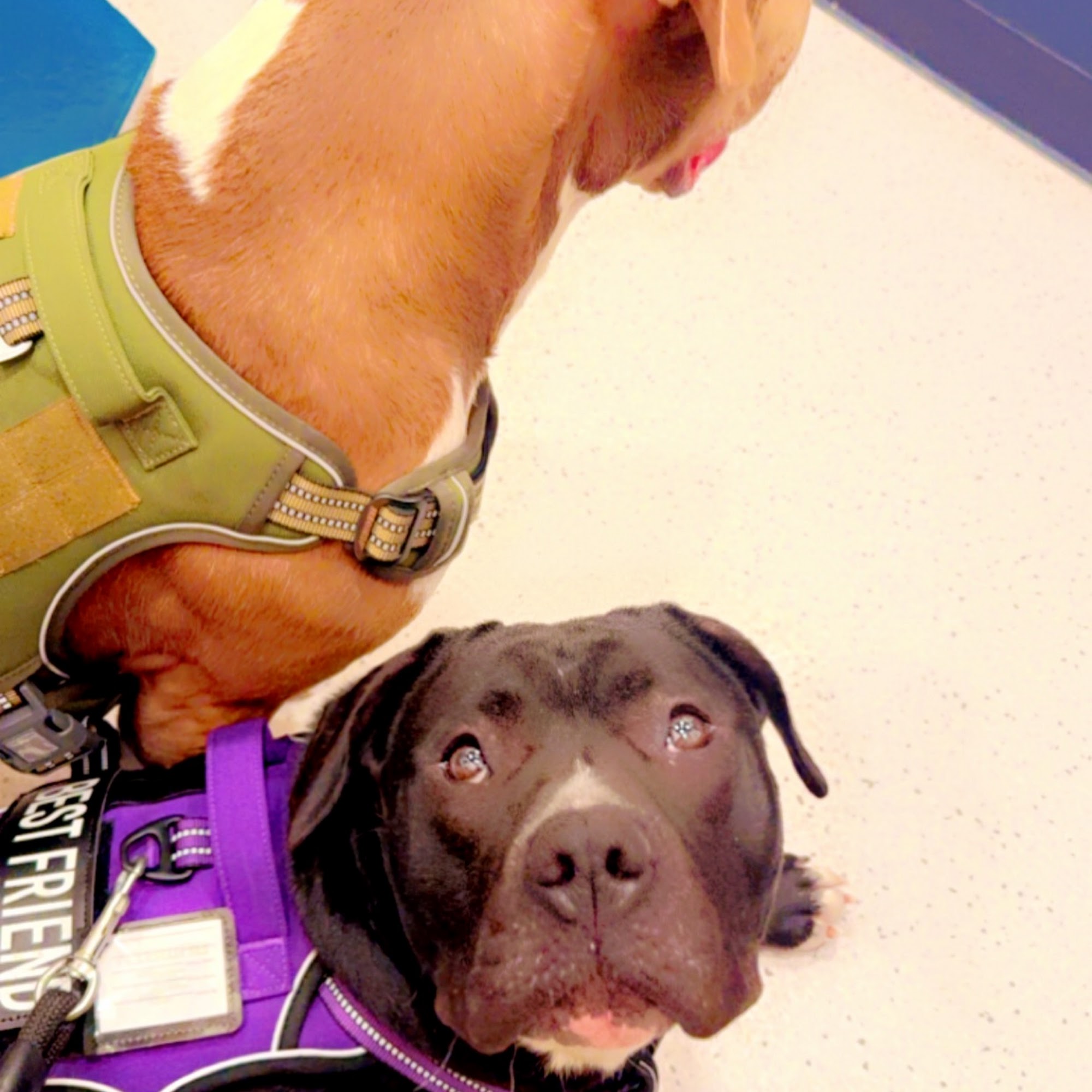 Bond Vet - Seaport Boston