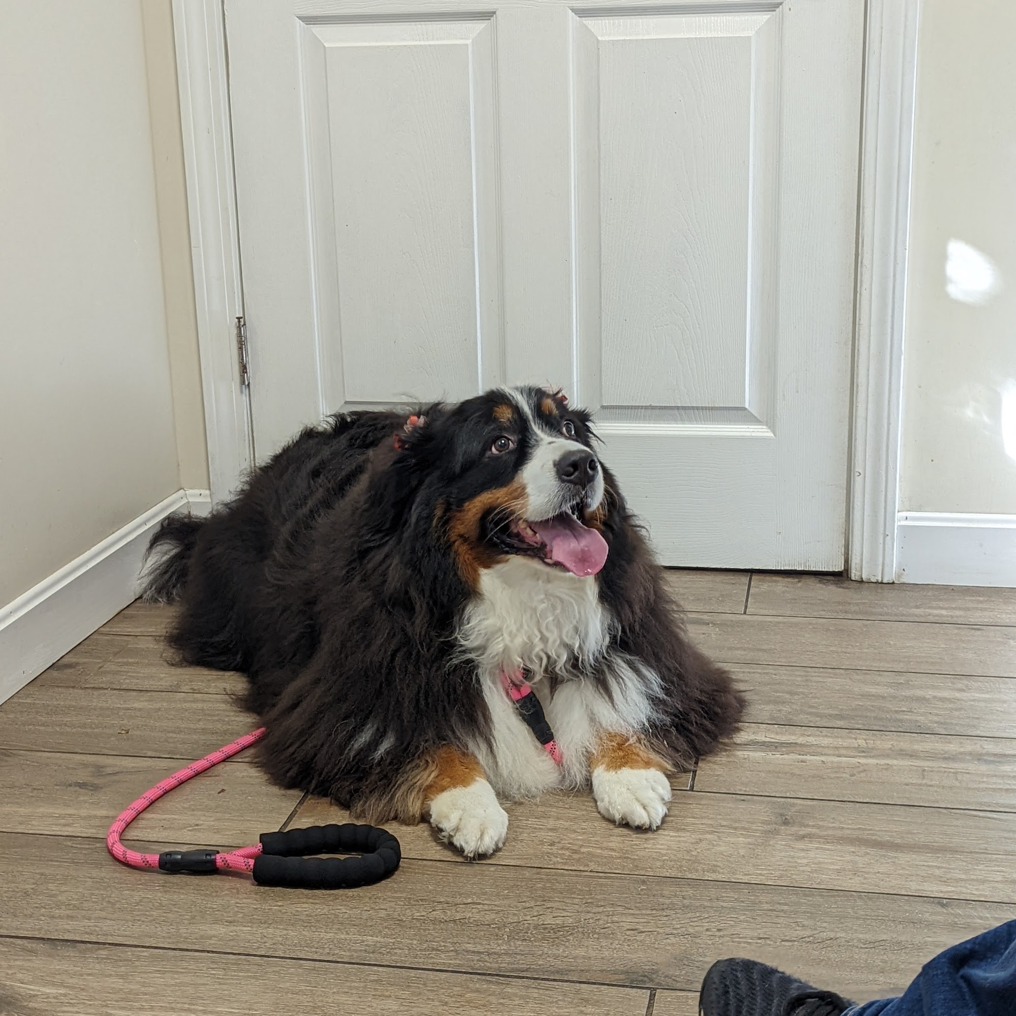 Animal Health Clinic Bourne