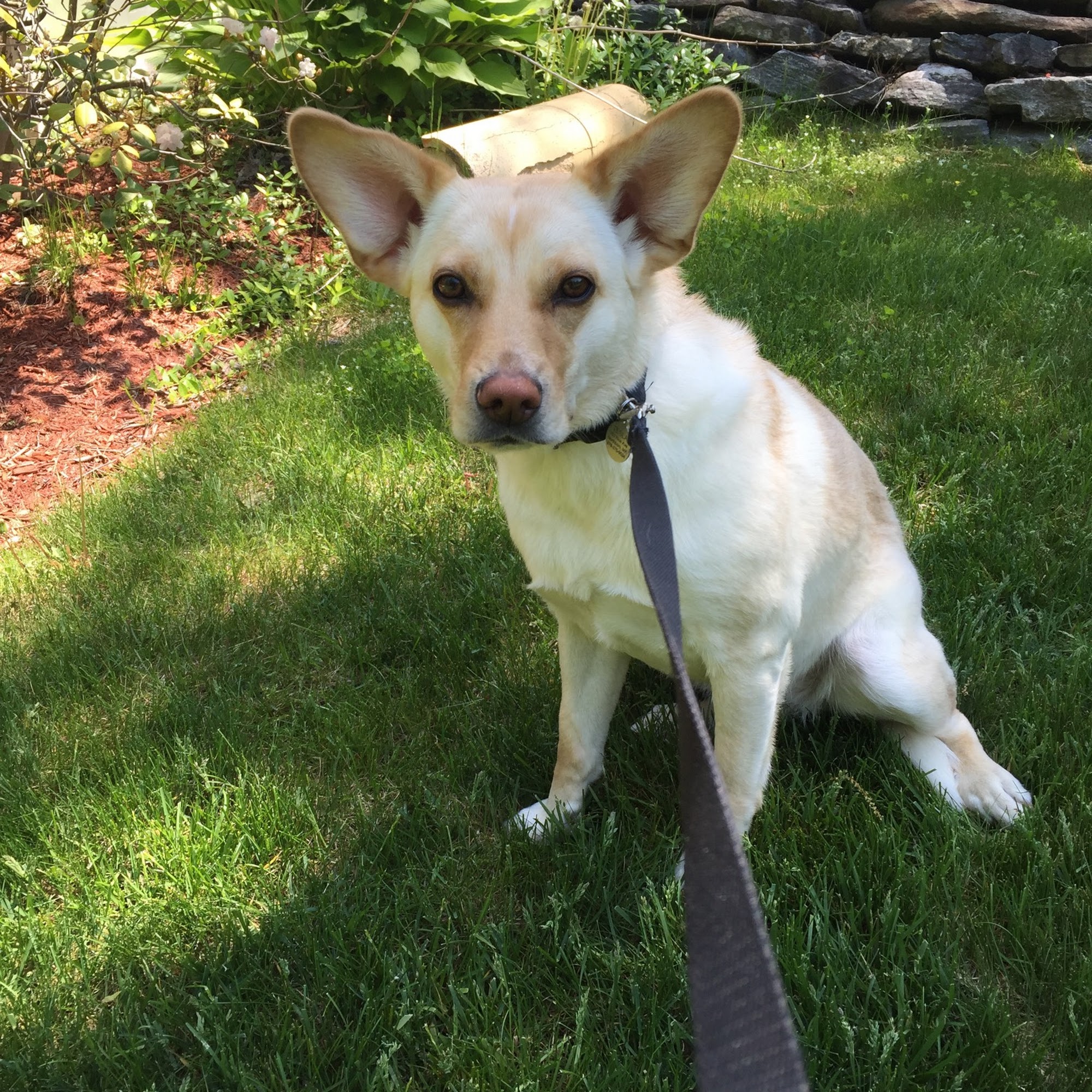 Leash on Life Pet Services Boylston