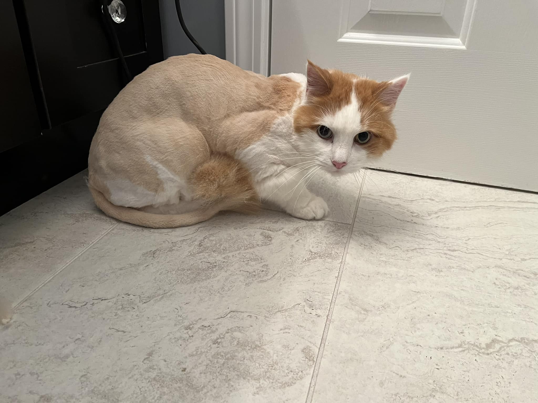 Paws To Wash Pet Grooming Bradford