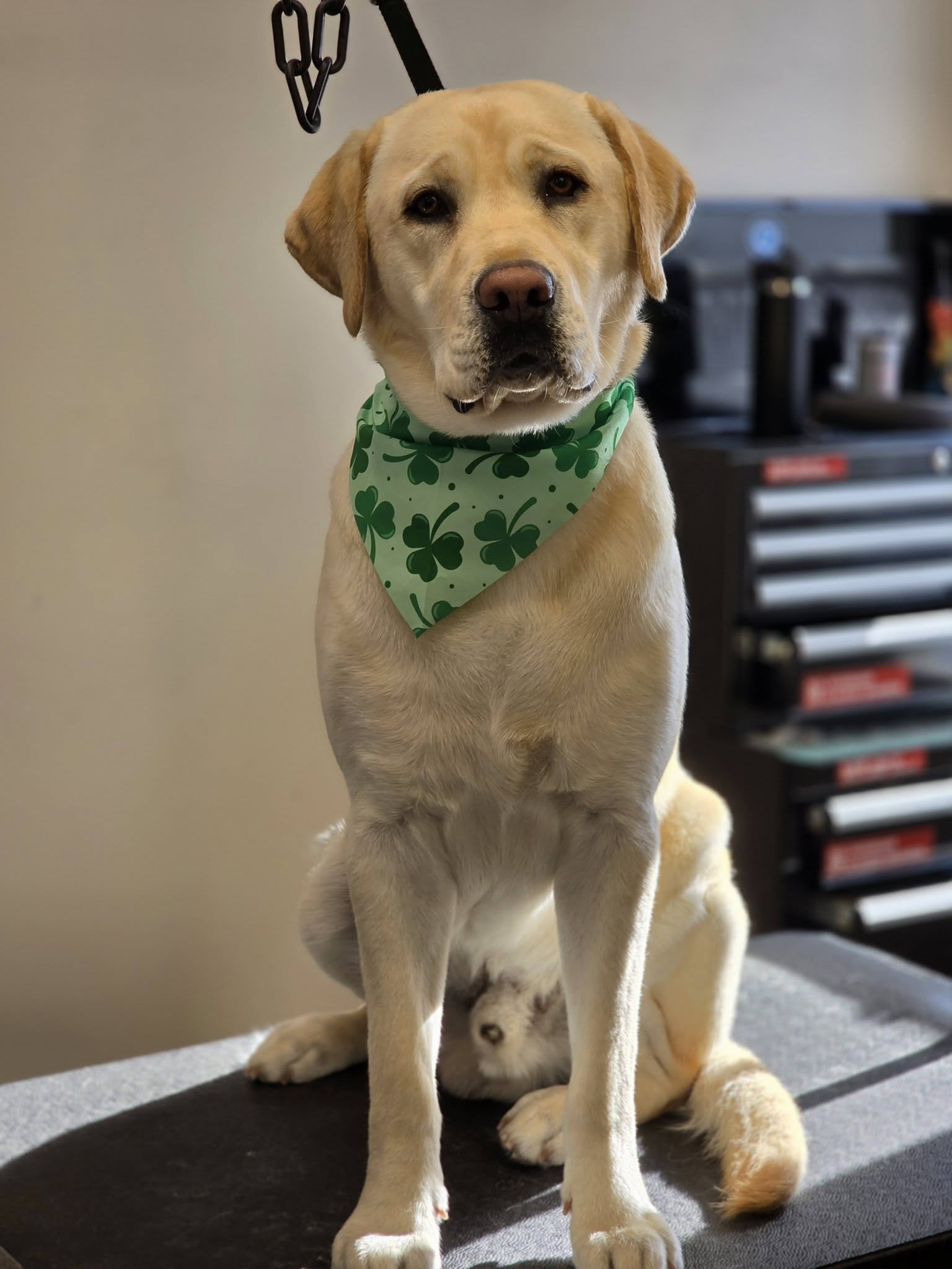 Scruffy To Fluffy Pet Spa Bradford