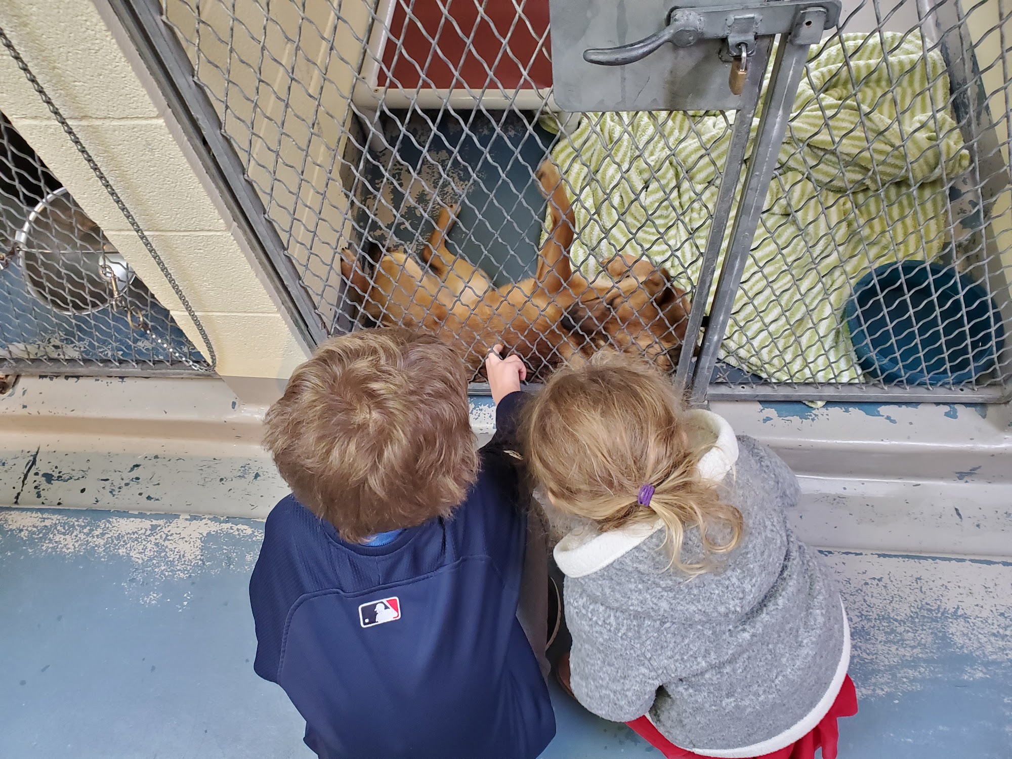 Animal Rescue League - Brewster Shelter Brewster