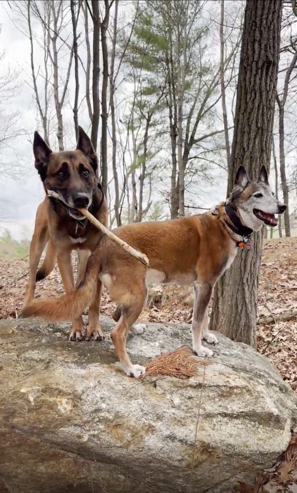 ExFed Dog Training, LLC Brewster