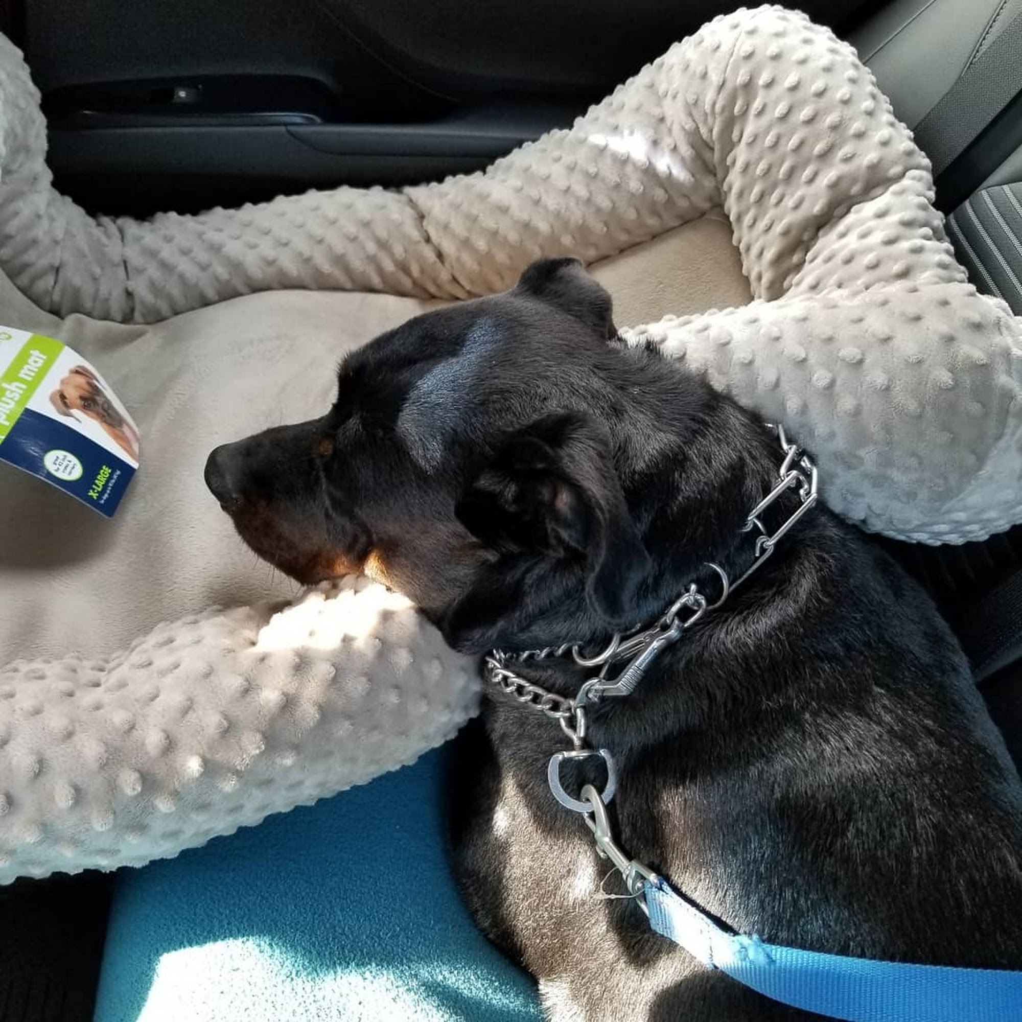 Pet Supplies Plus Brockton Brockton