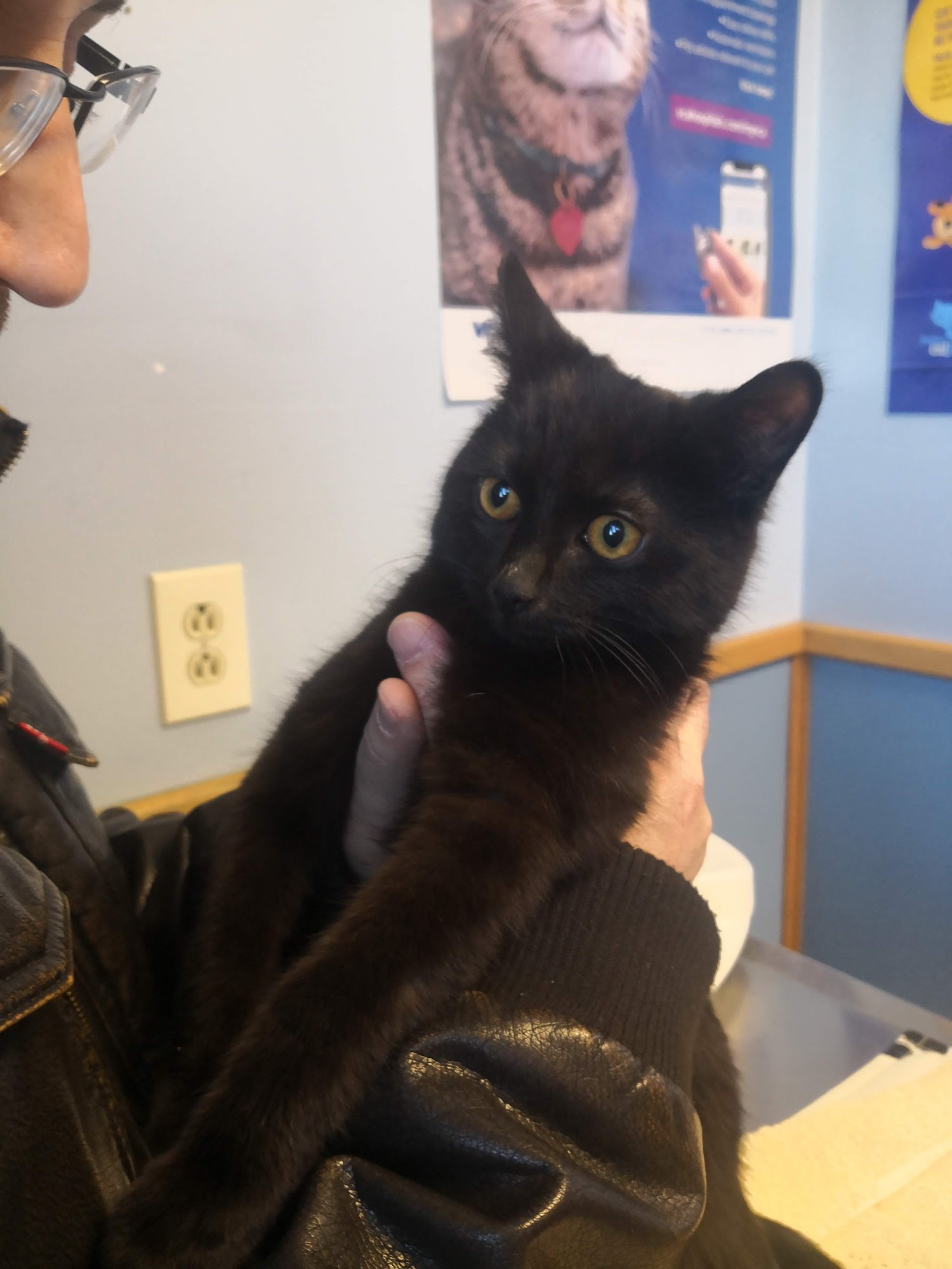 VCA North Main Street Veterinary Clinic Brockton