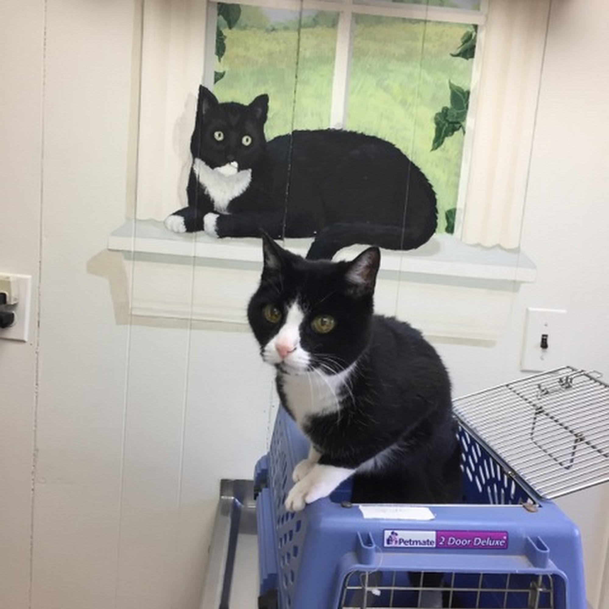 Brockton Animal Hospital Brockton