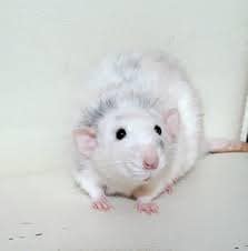 Atlantic Termite and Pest Control