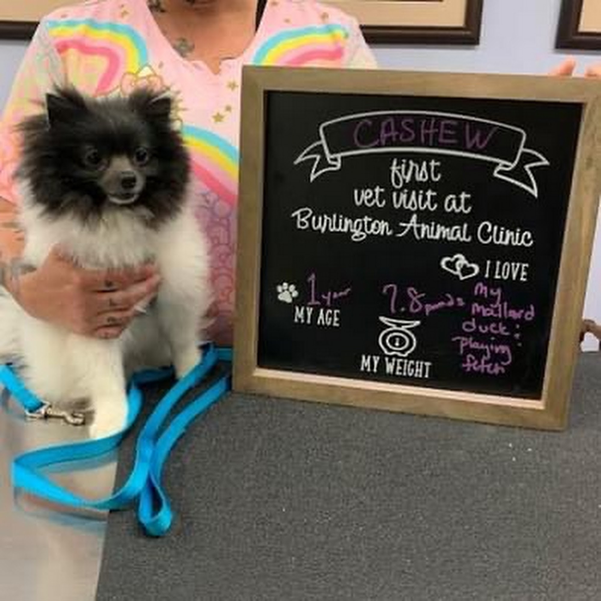 Burlington Animal Clinic Burlington