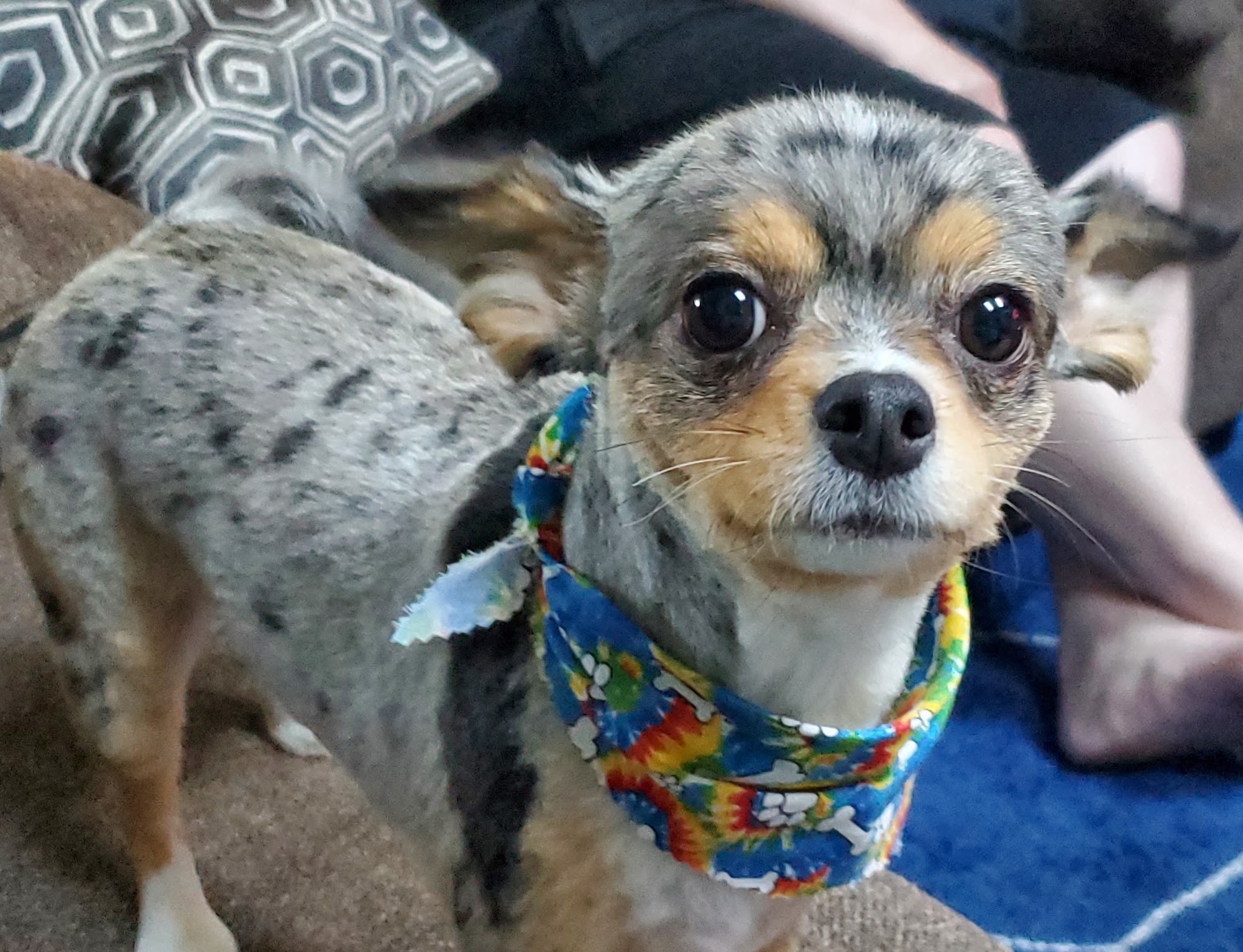 Scrub-A-Dog n'Cats Too Burlington