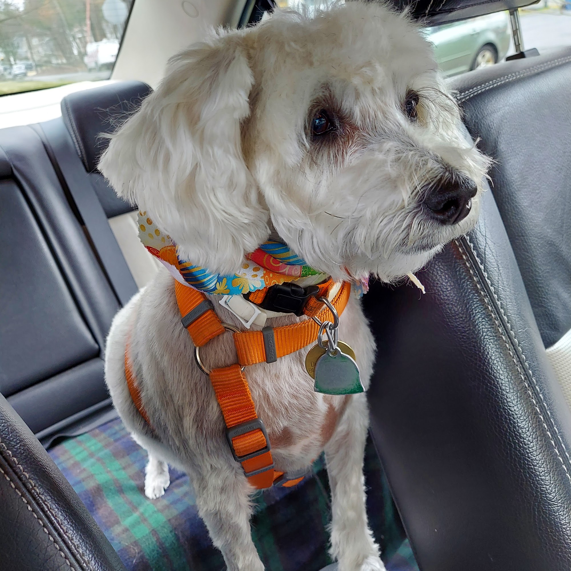 Scrub-A-Dog n'Cats Too Burlington