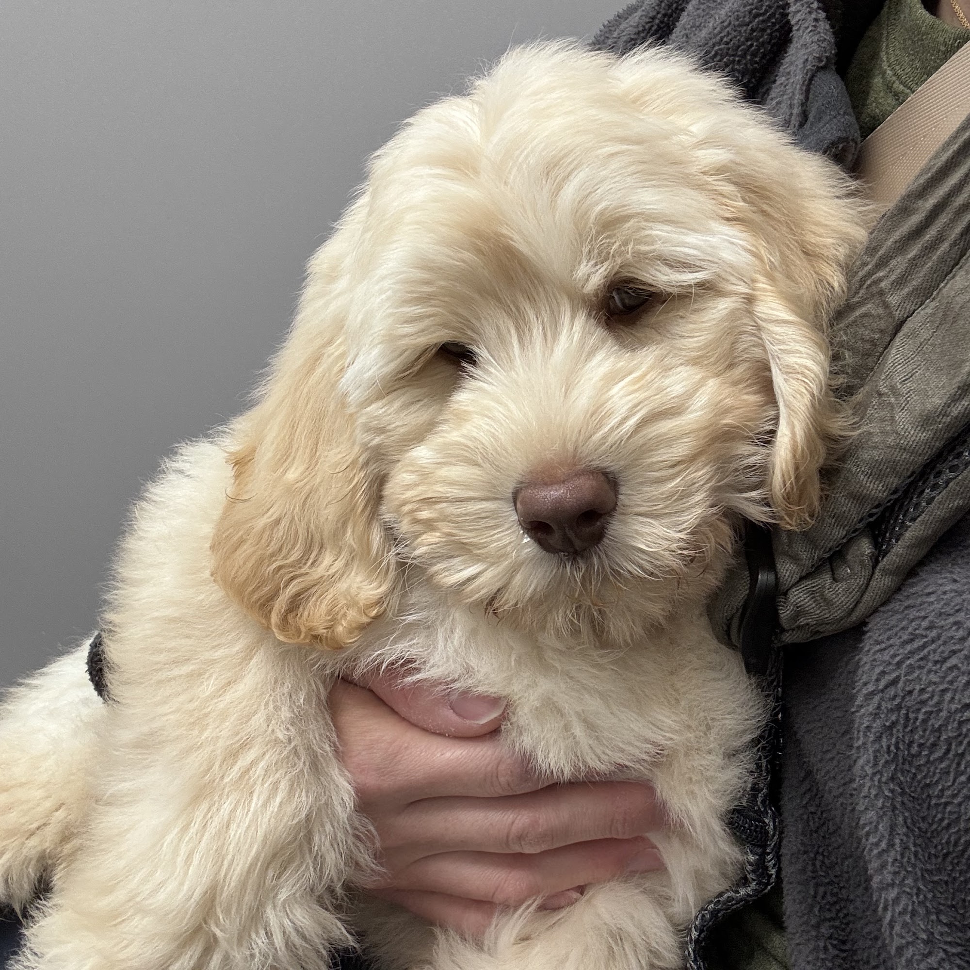 PetMedic Urgent Care Vet Clinic - Burlington Burlington